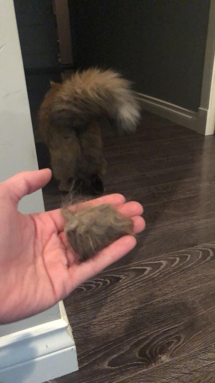 Shedding season r/cats