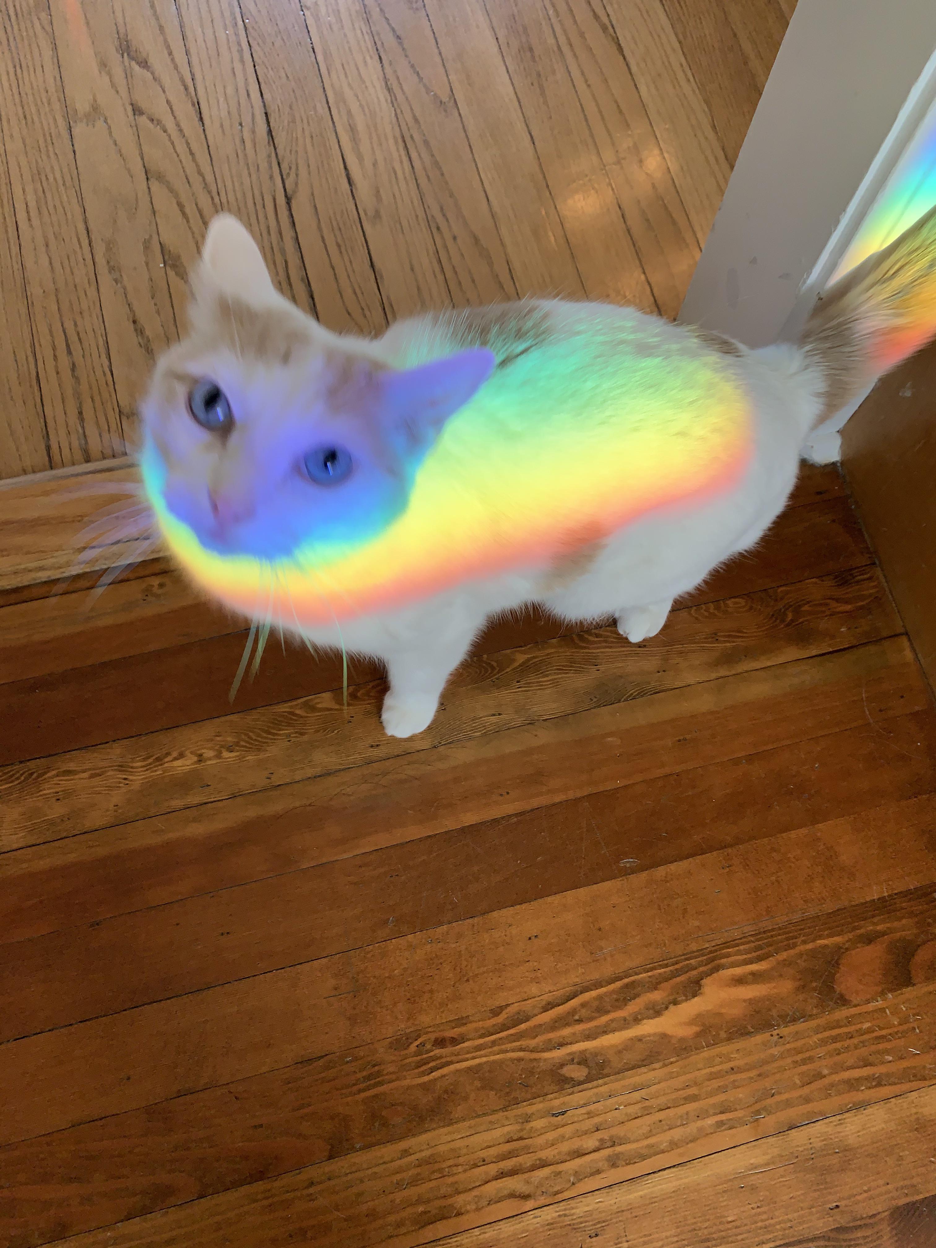 Rainbow Cat r/rainbowcats