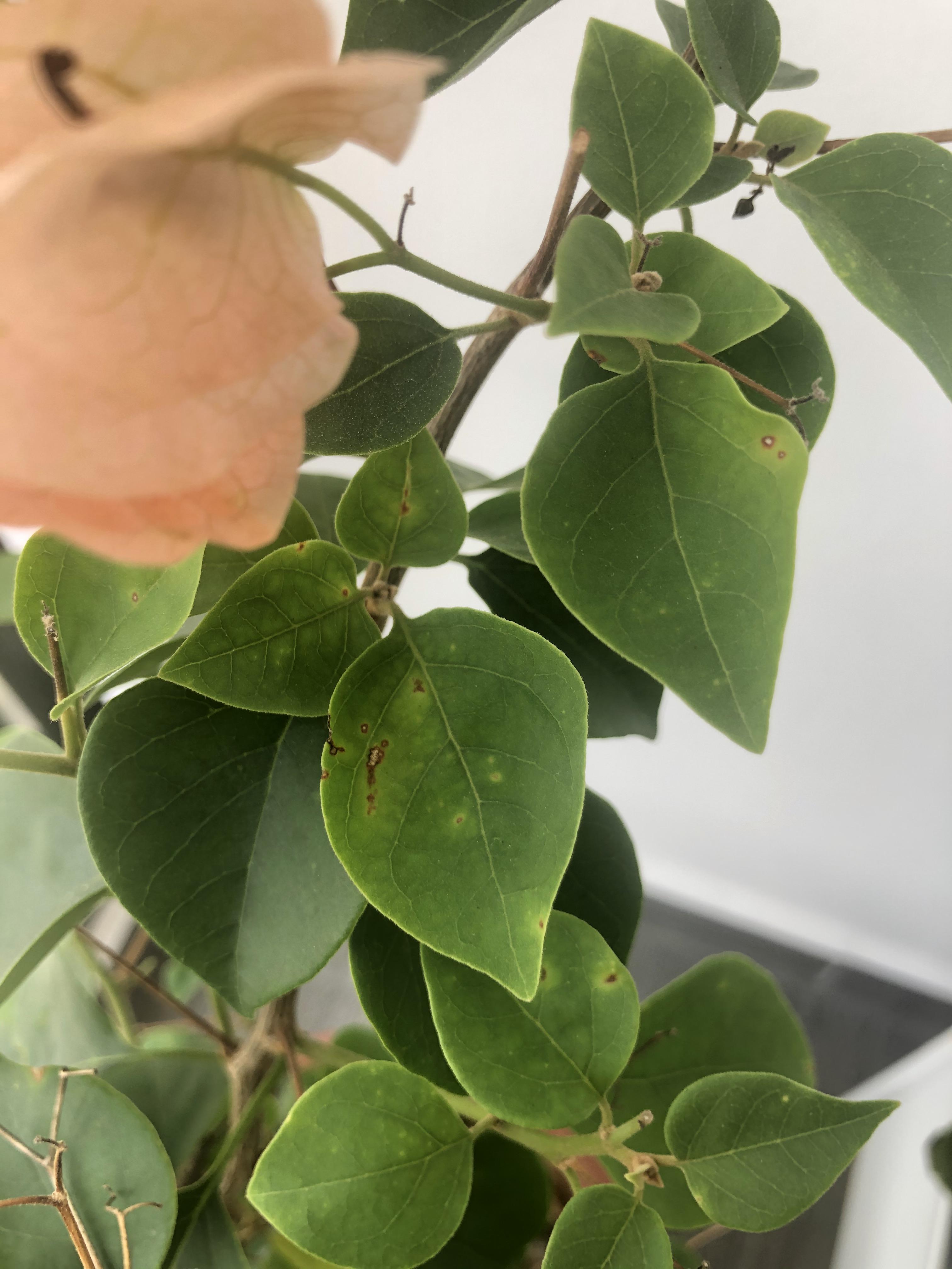 Help with yellow spots on Bougainvillea plant leaves. Is it a fungal
