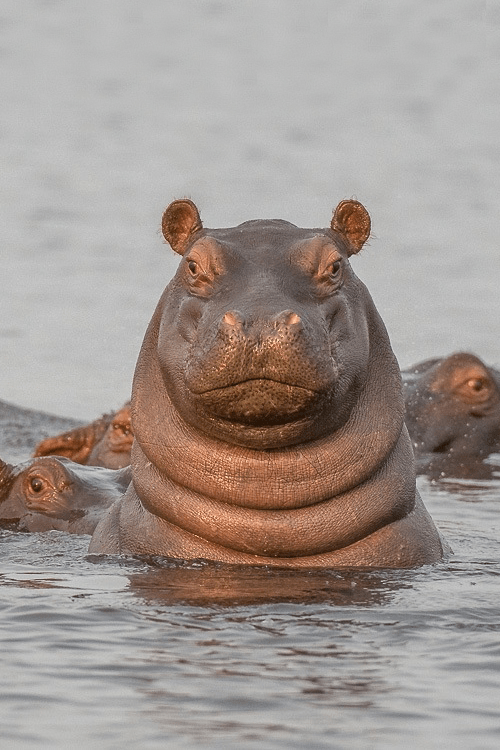 Neck rolls r/hippos