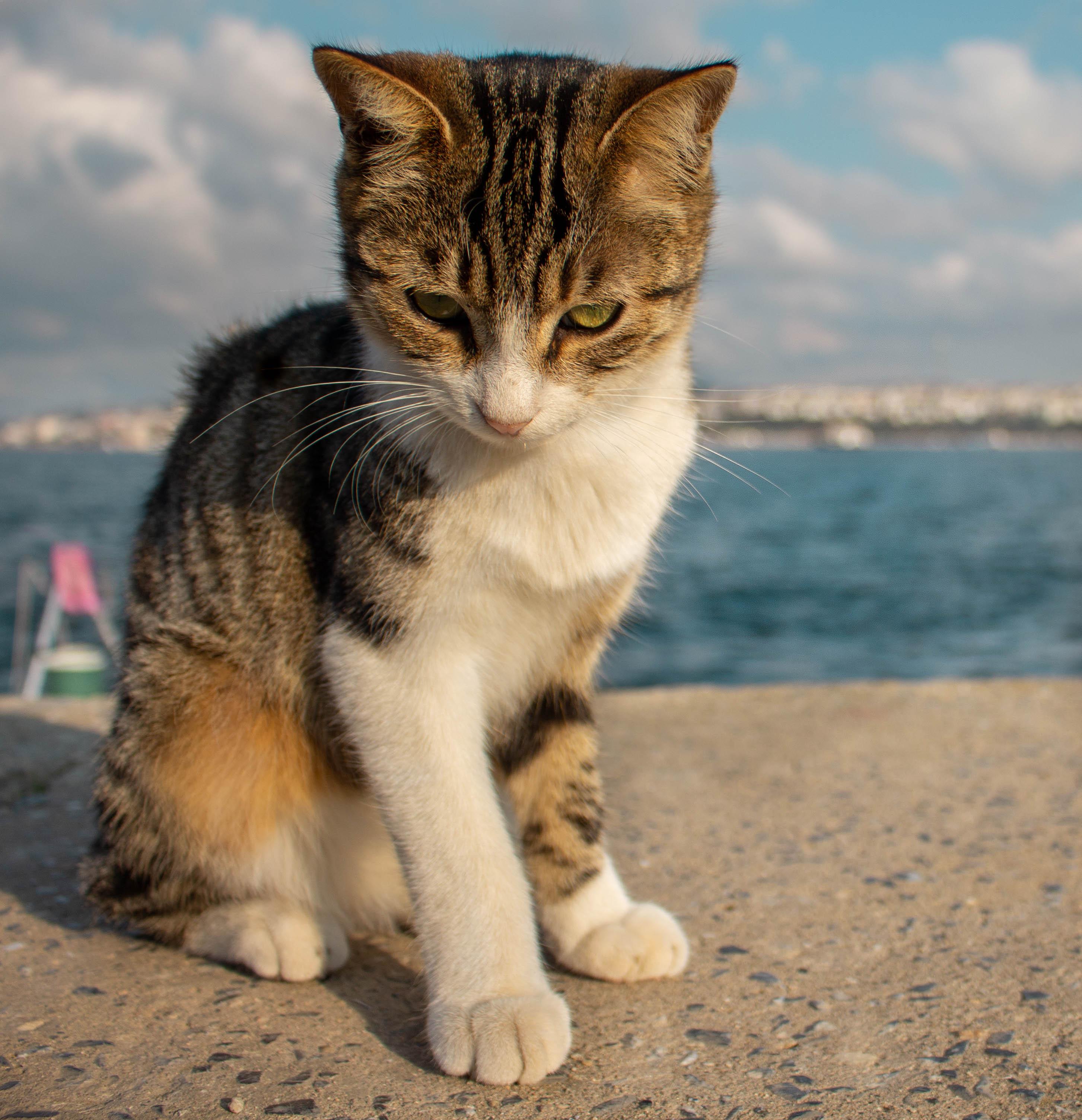 Another Turkish stray posing! r/cats
