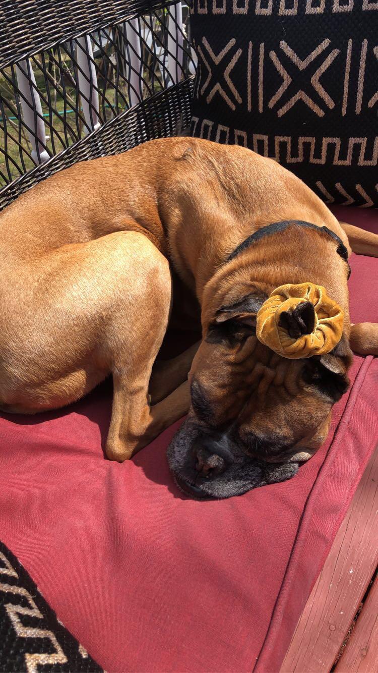 My dog ate a whole bottle of amoxicillin. I squirted diluted peroxide