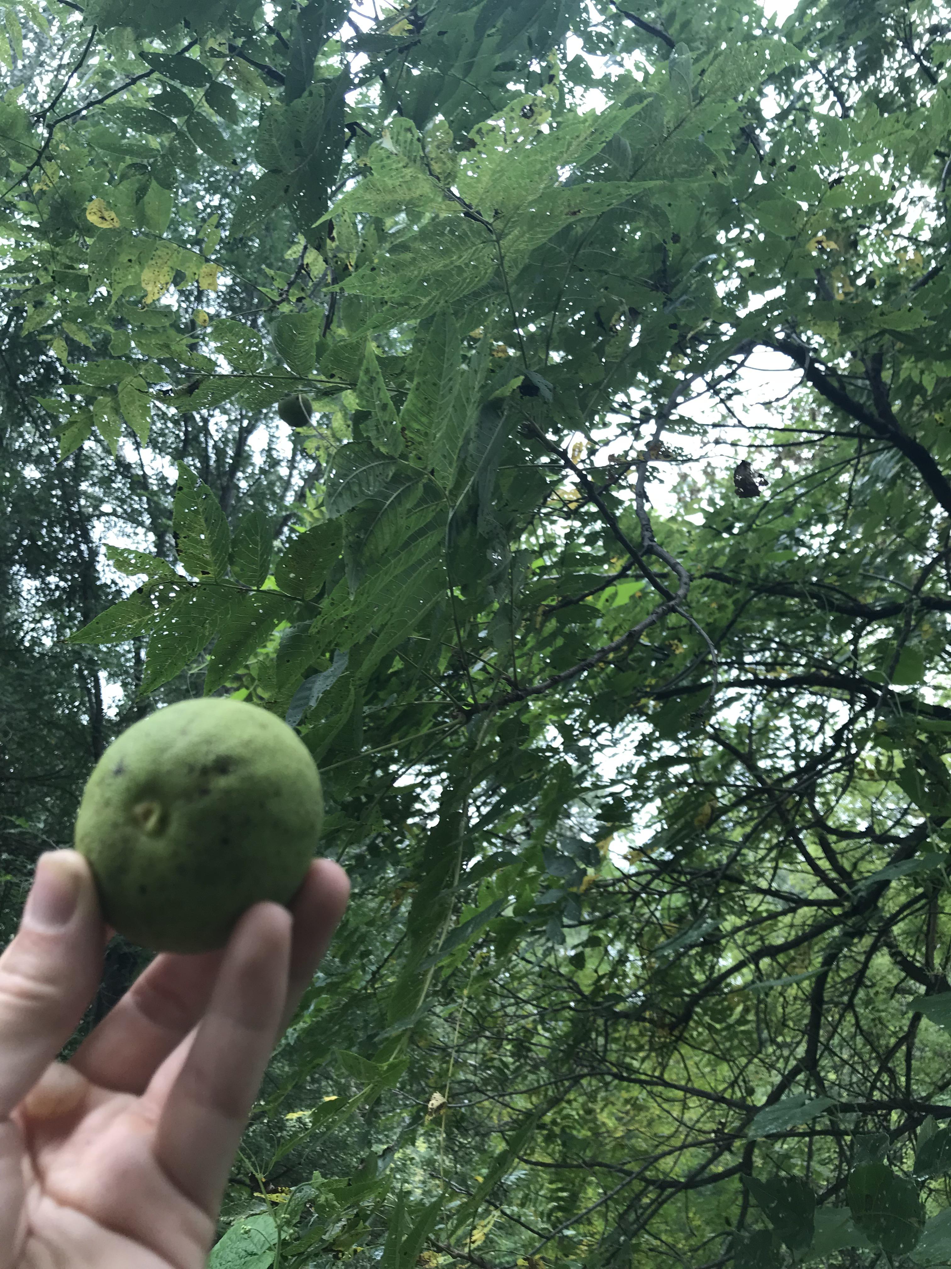 Tree growing in our Minnesota backyard with citrus smelling fruit. r