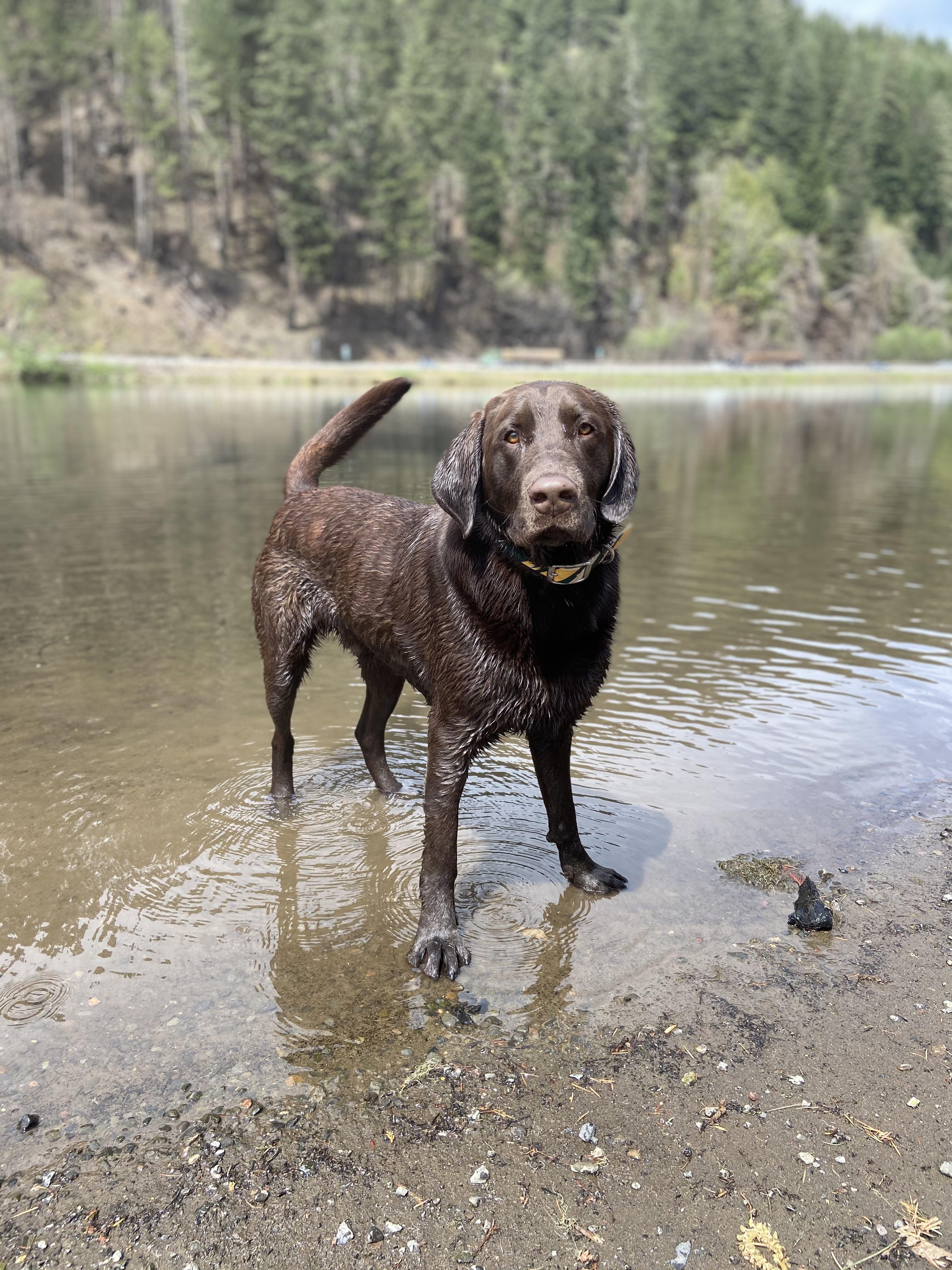 (When) Did your lab puppy ever stop chewing and eating EVERYTHING