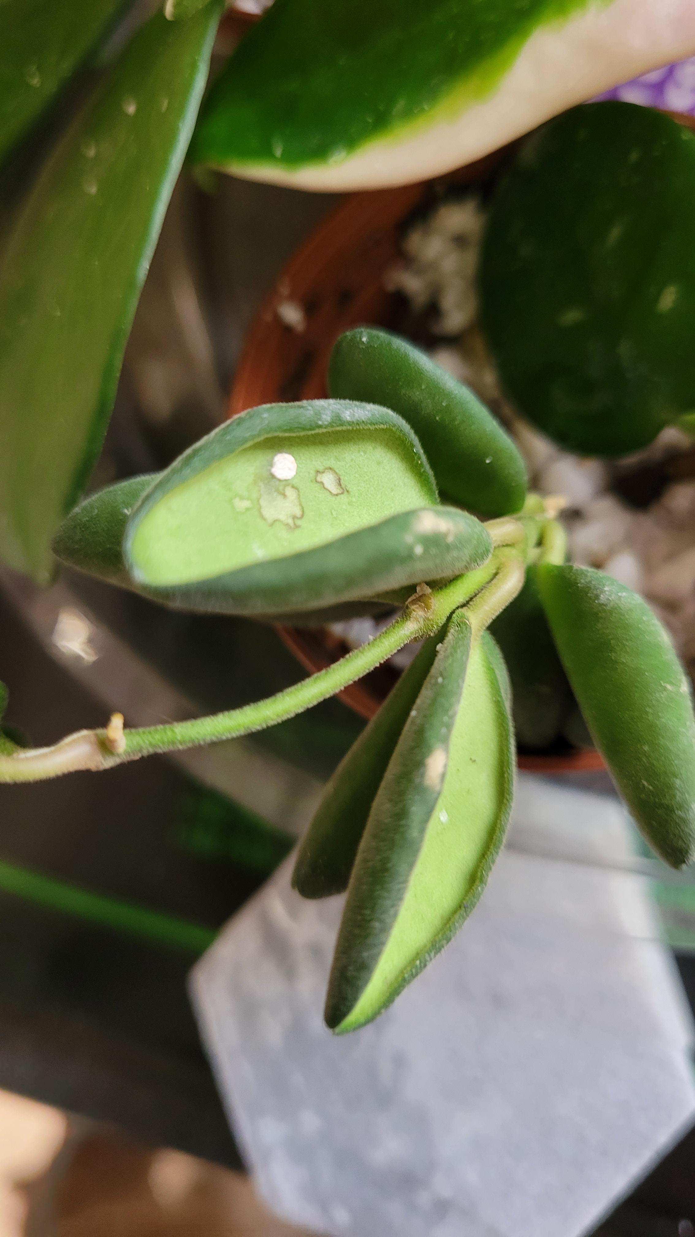 White spot on bilobata cutting. Anyone know what it could be? It won't rub off. r/hoyas