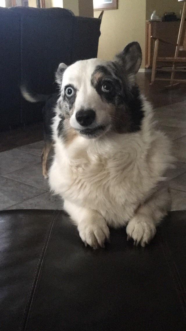 My dorky staring me down r/WhatsWrongWithYourDog