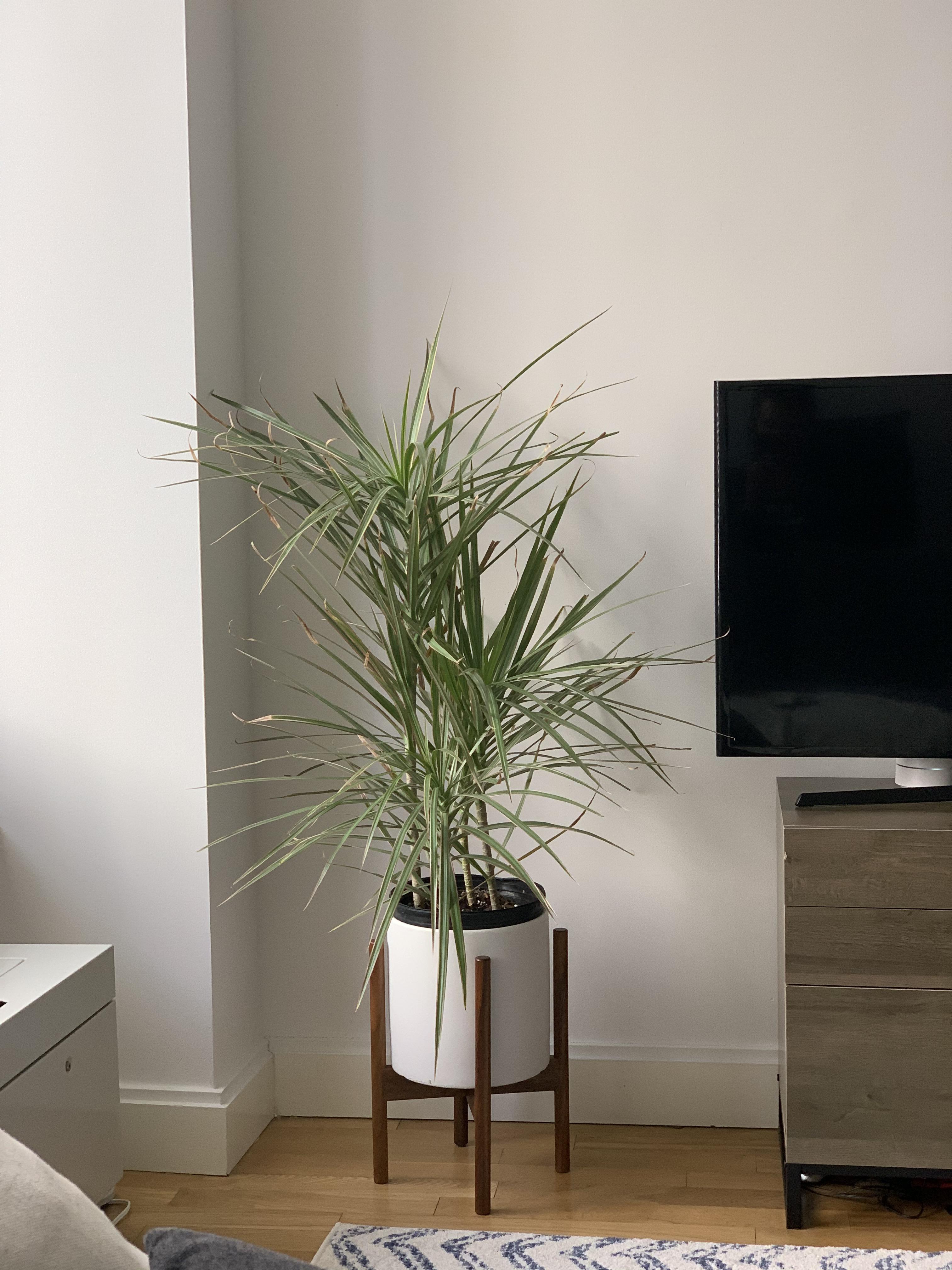 I'm killing my plant (a Dracaena?), but how? I'm watering it with a cup once a week, it's also