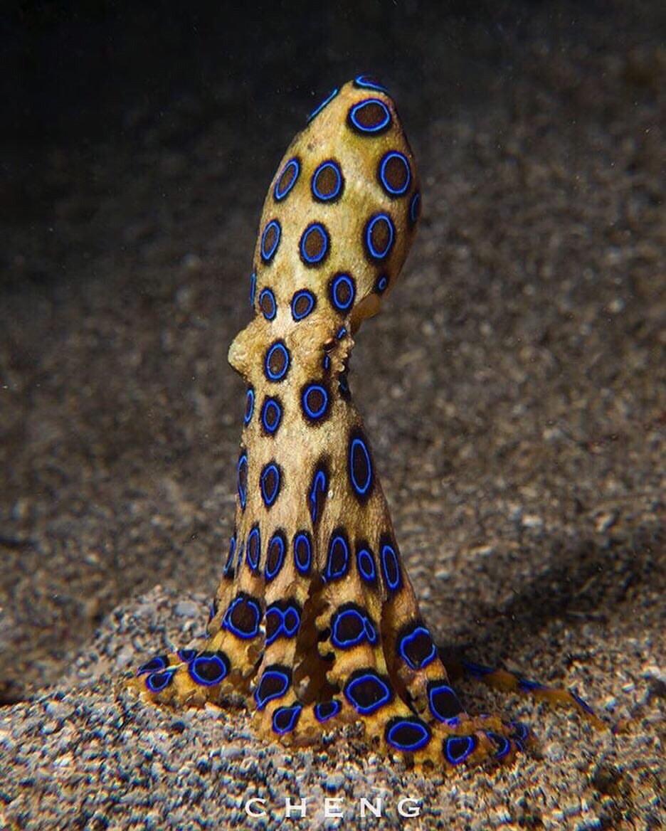 Rare Blue Ring Octopus r/TheDepthsBelow
