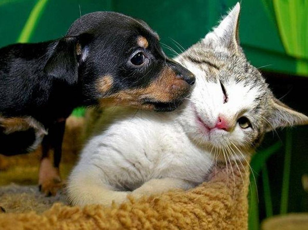 Cats headbutt people and objects to leave their scent on them, this leaves a signal of comfort