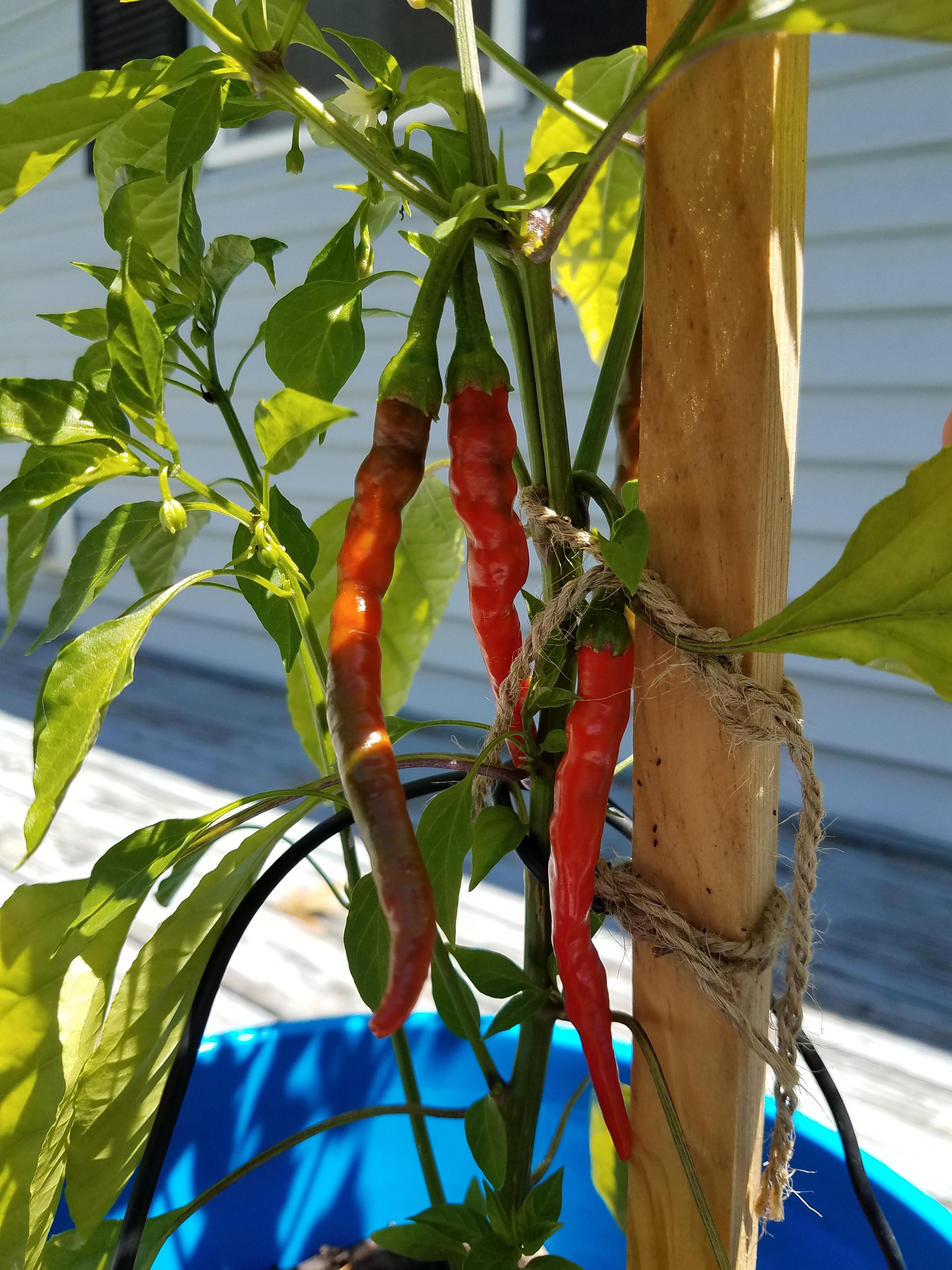 So excited to finally see my cayenne peppers turning red! This is my
