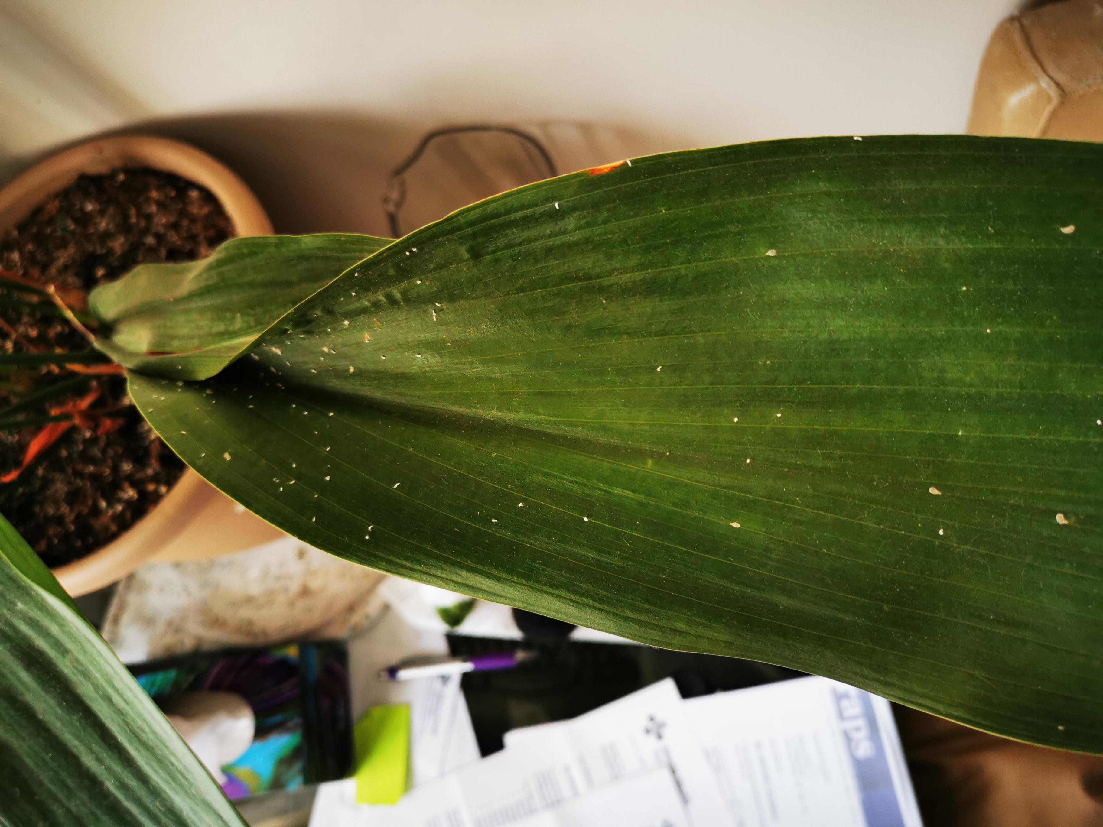 Help white dots on cast iron plant r/houseplants