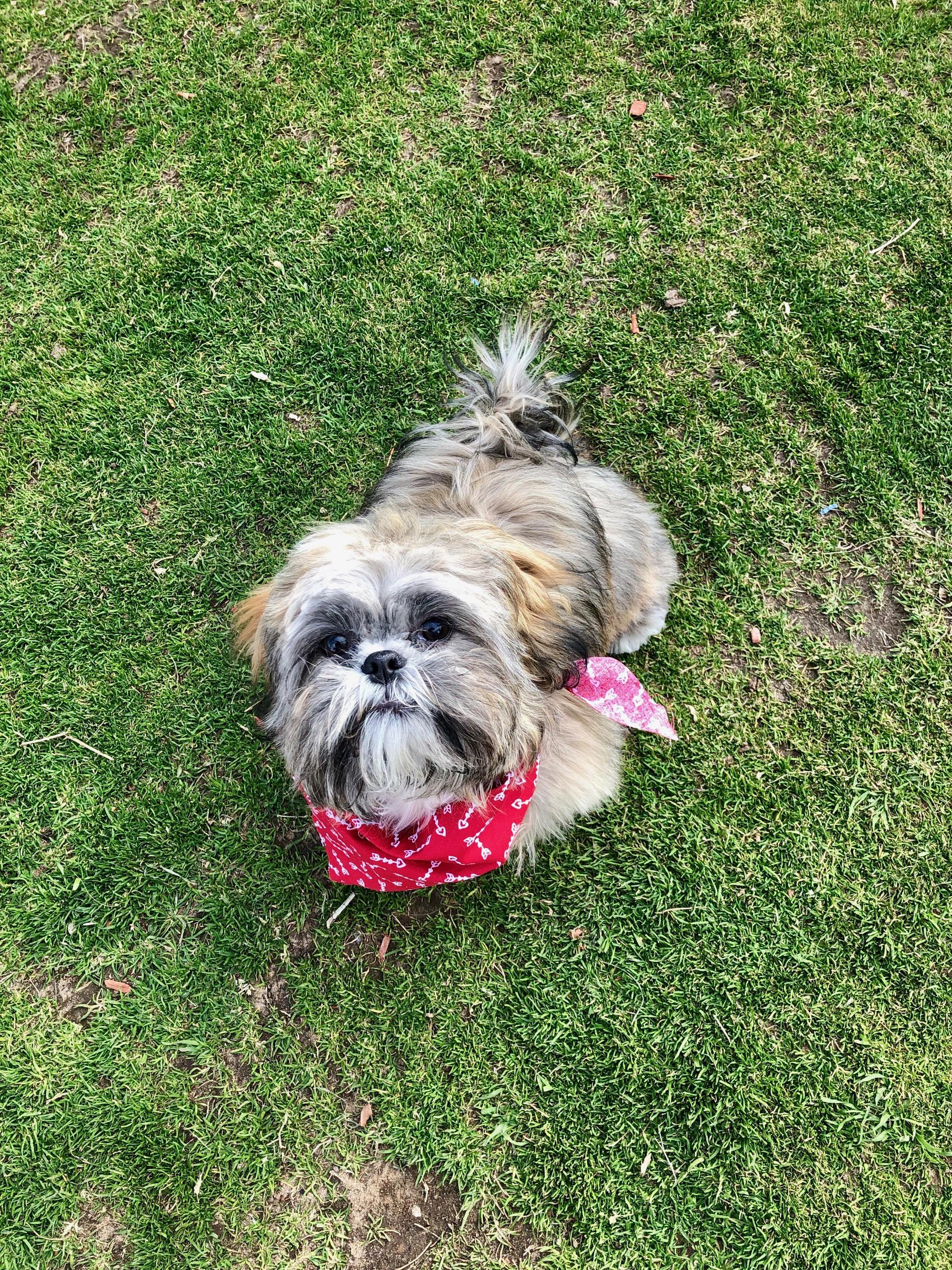 Ollie’s first grooming session!!!couldnt ask for a better cut. r/Shihtzu