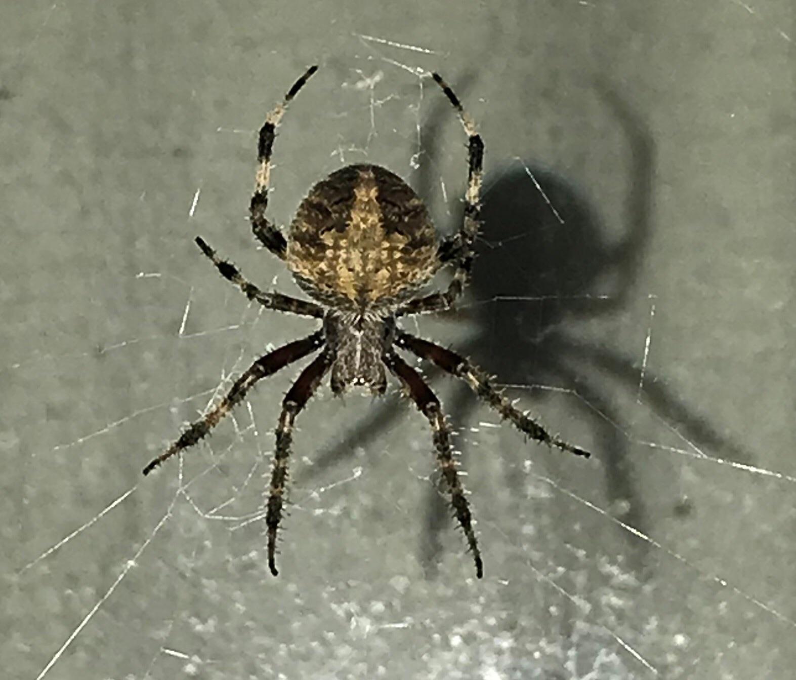 What type of spider is this? [New Jersey] r/spiders