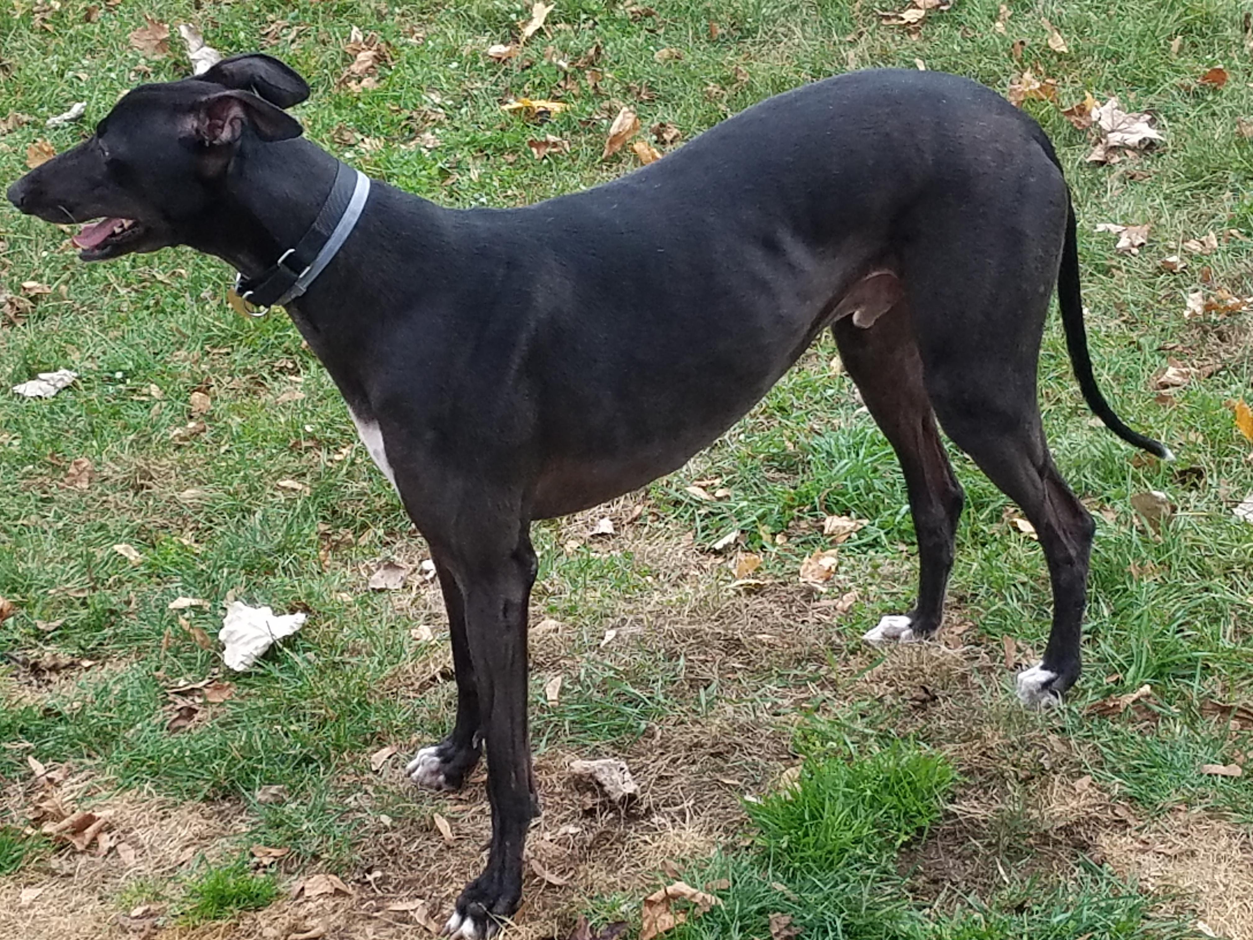 How much does your Greyhound weigh? r/Greyhounds