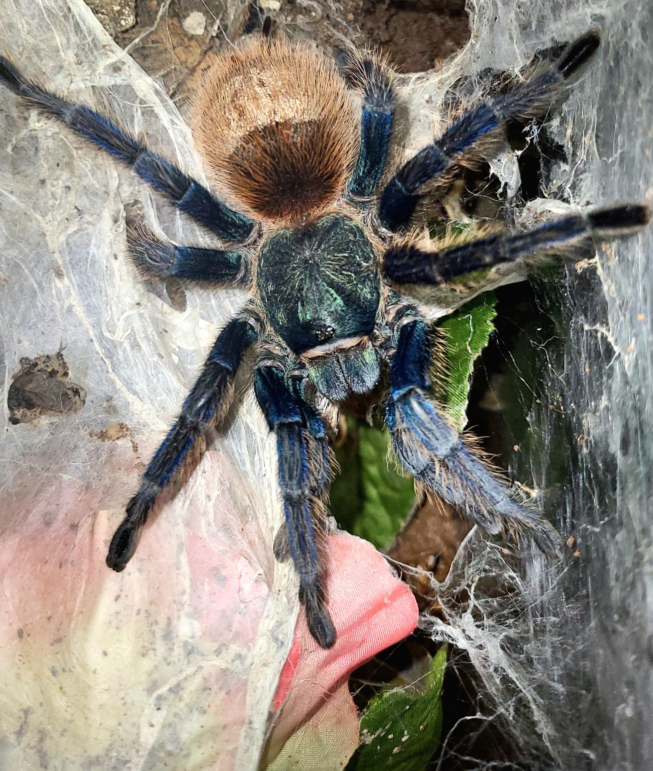 Gbb r/tarantulas