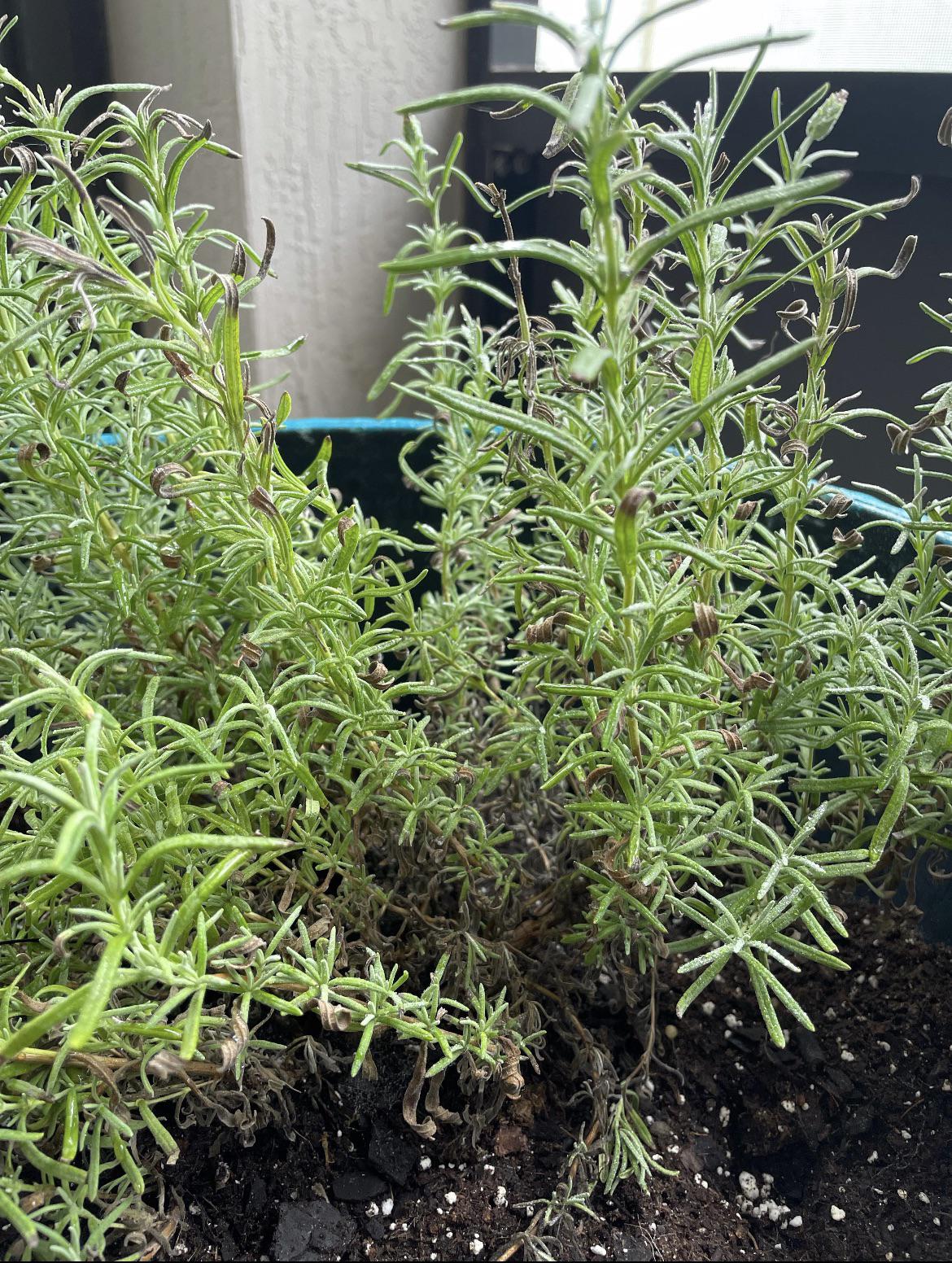 help! why is my lavender turning brown? r/gardening
