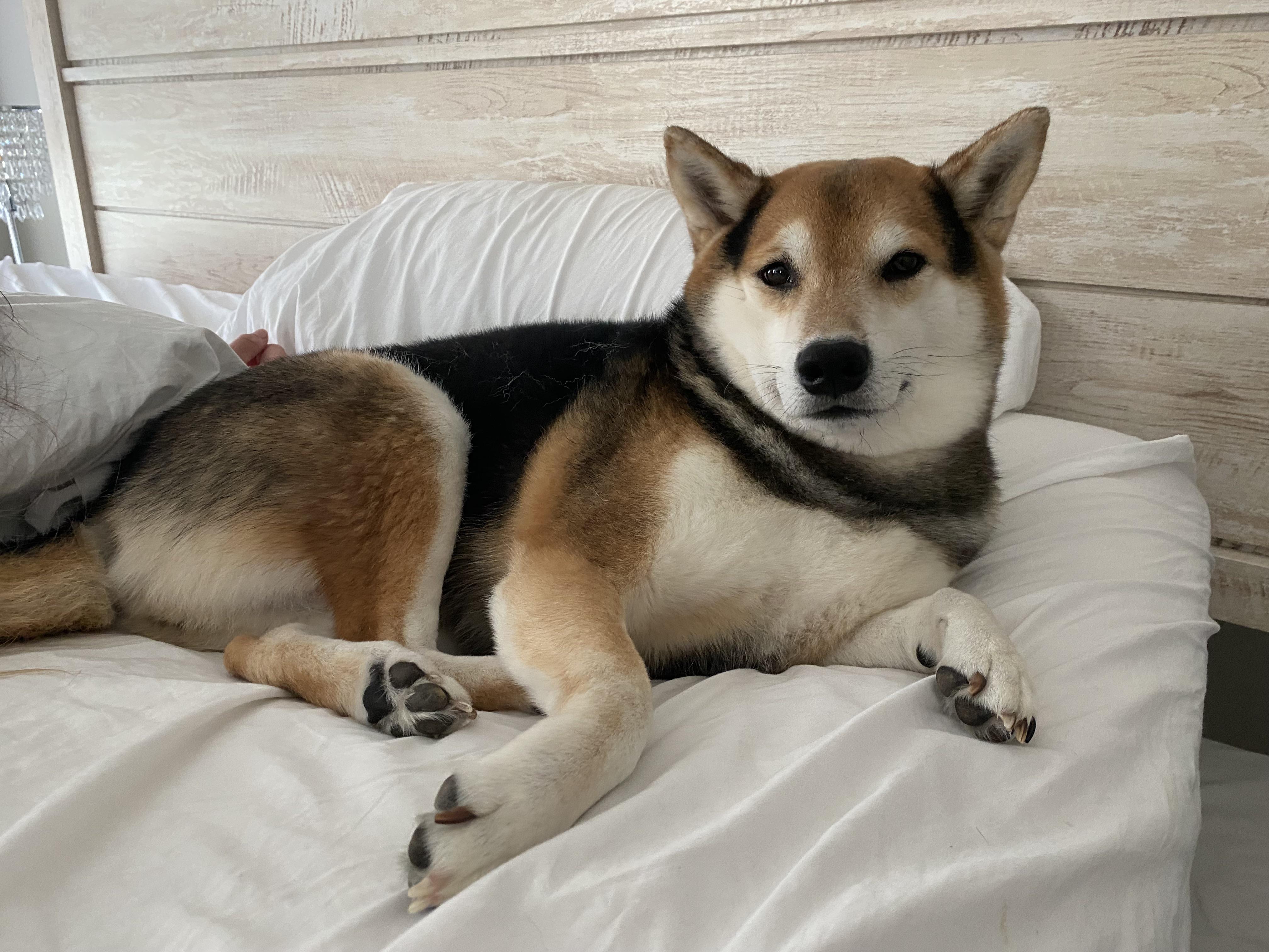 He always steals my spot in bed. r/shiba