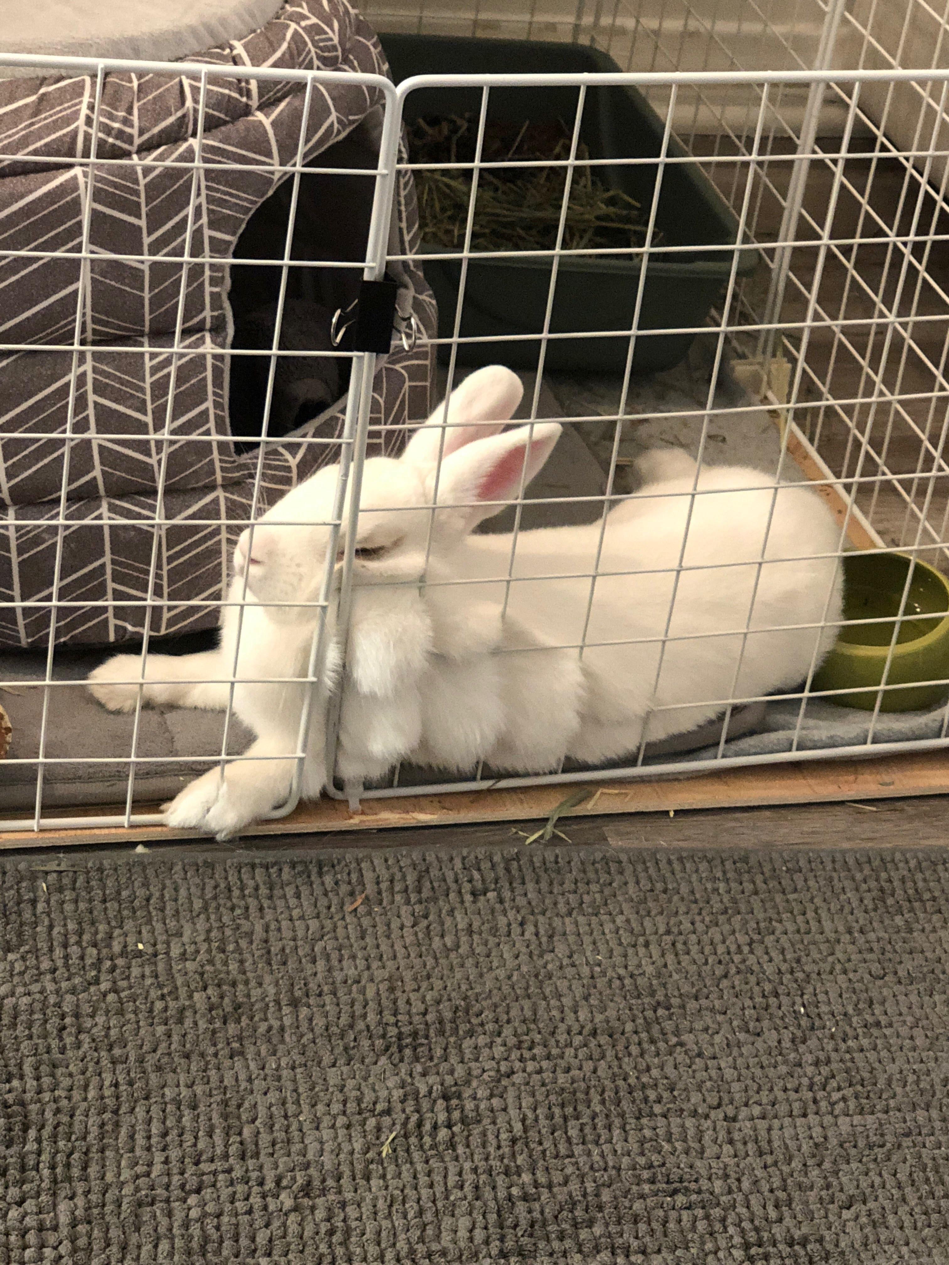 Extreme waffle Rabbits