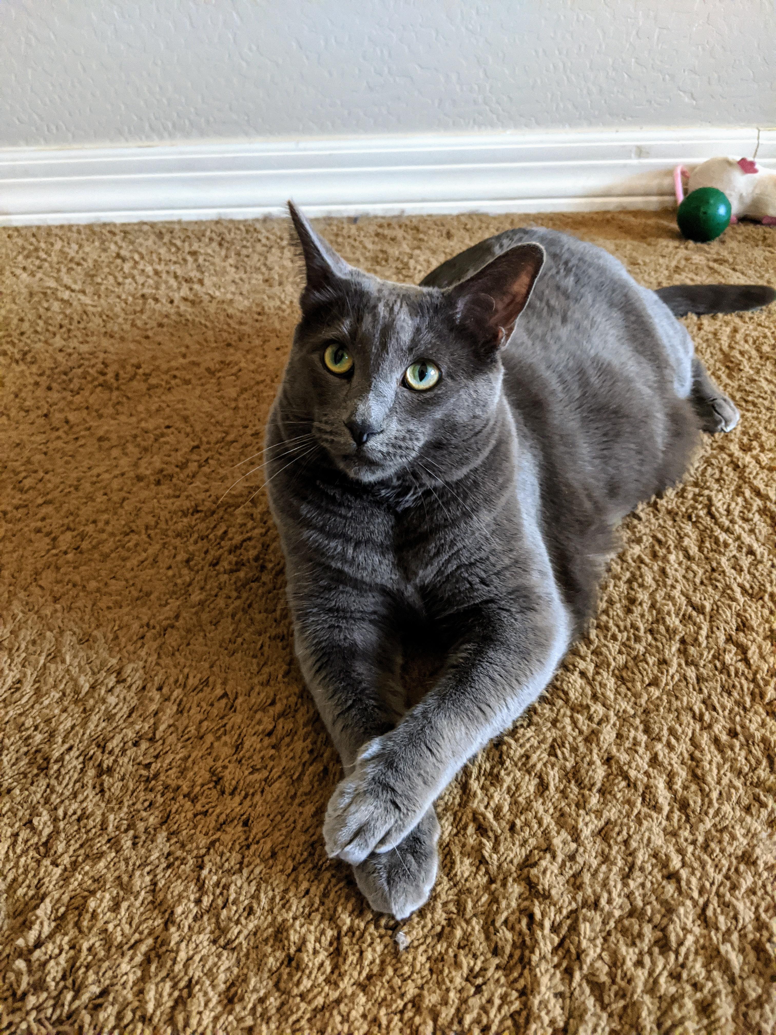 I sometimes catch a pic of my cat sitting with his paws crossed. r/aww