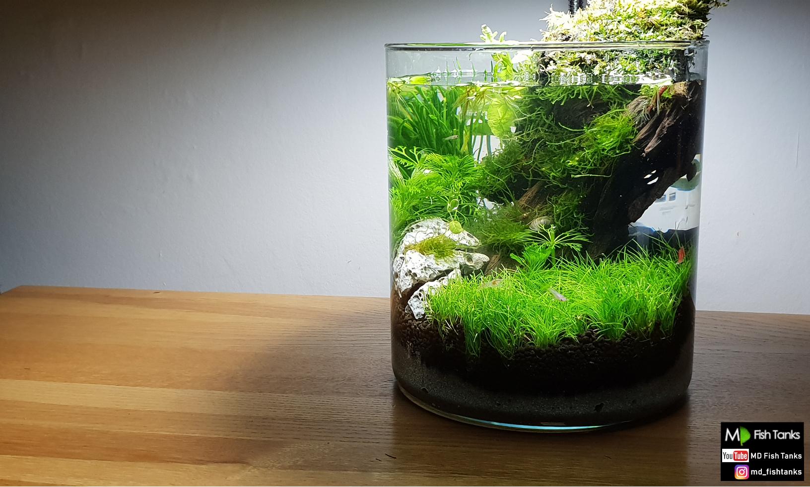 1 Gallon Jar Aquarium 2 Weeks Progress. Snails and Fish Added. r