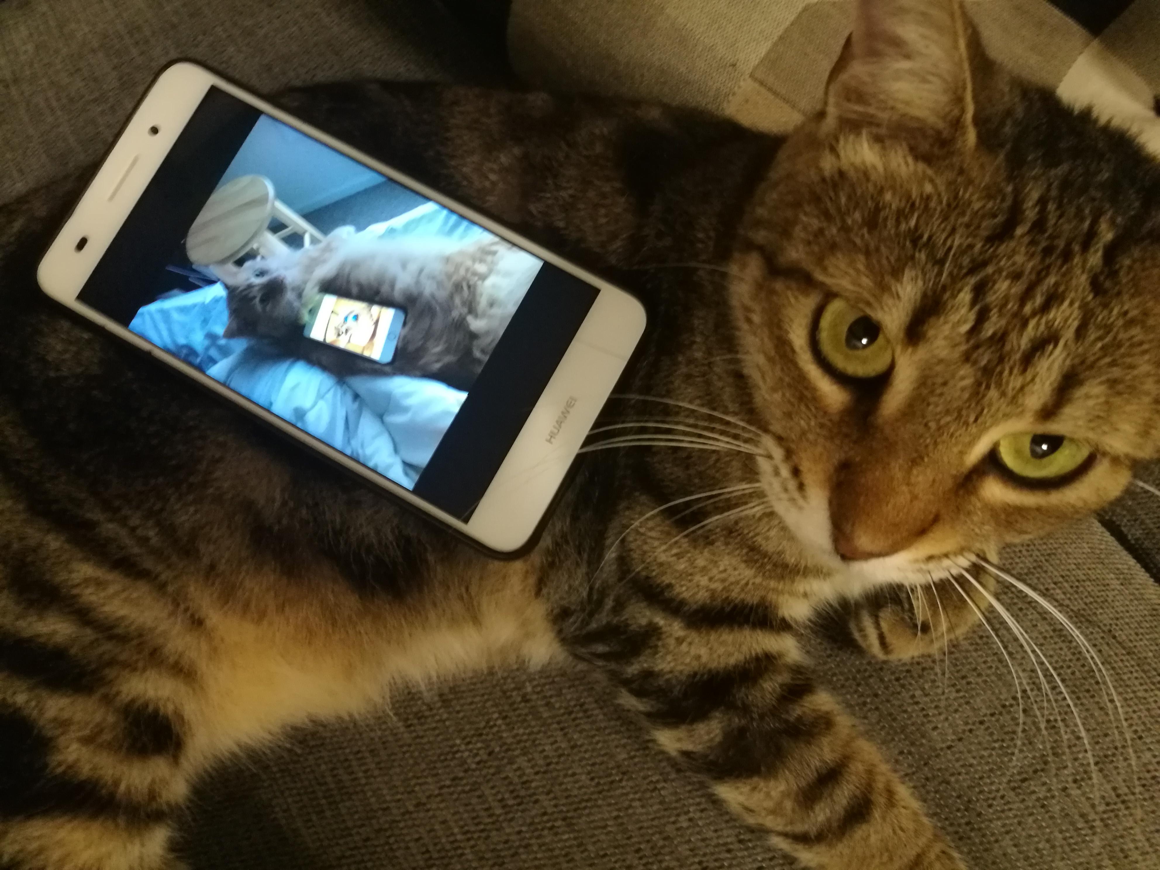 Phone with a pic of a phone with a pic of a phone on a cat on a cat on a cat r/StuffOnCats