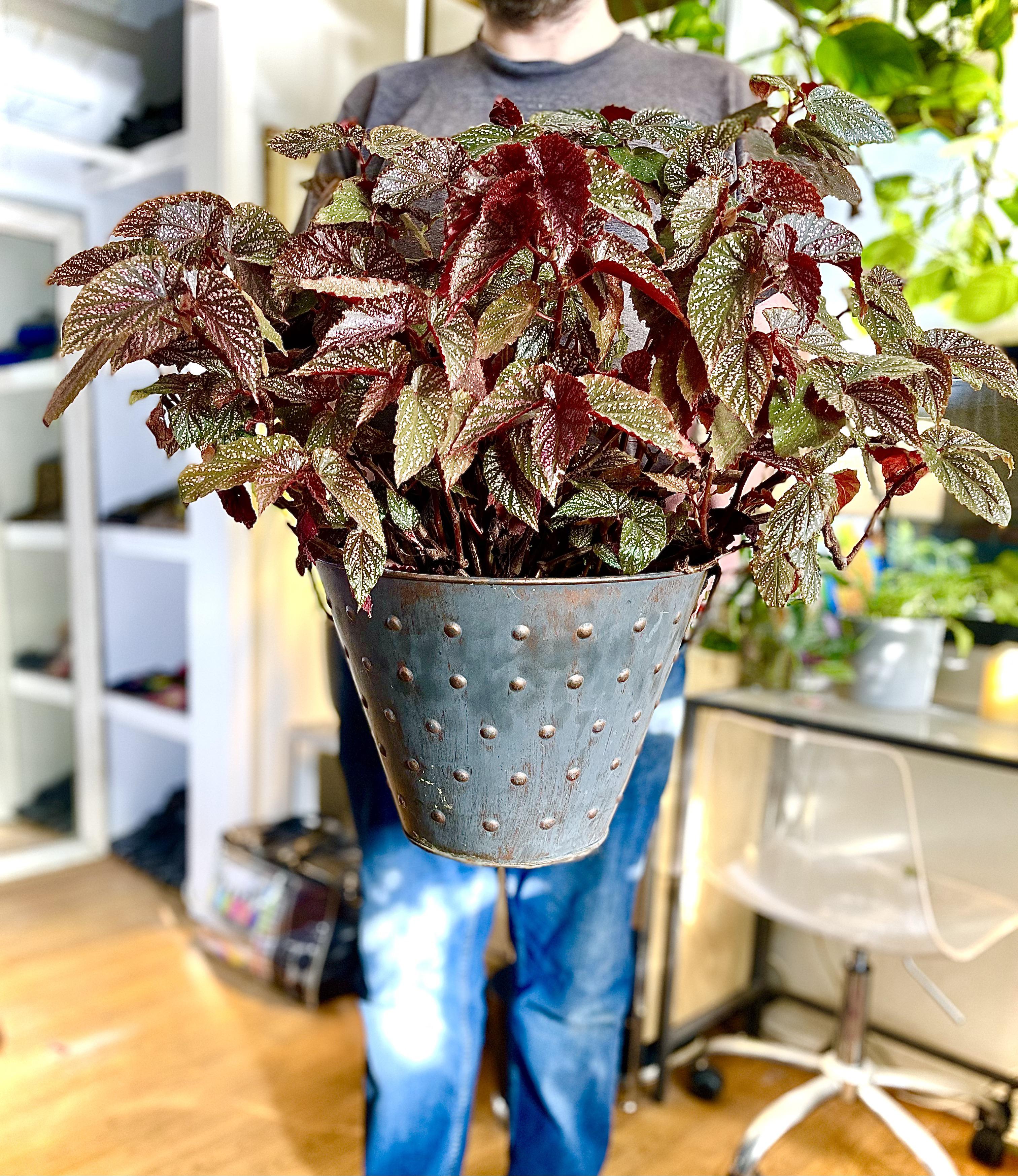 My giant Begonia ‘Benigo Pink’