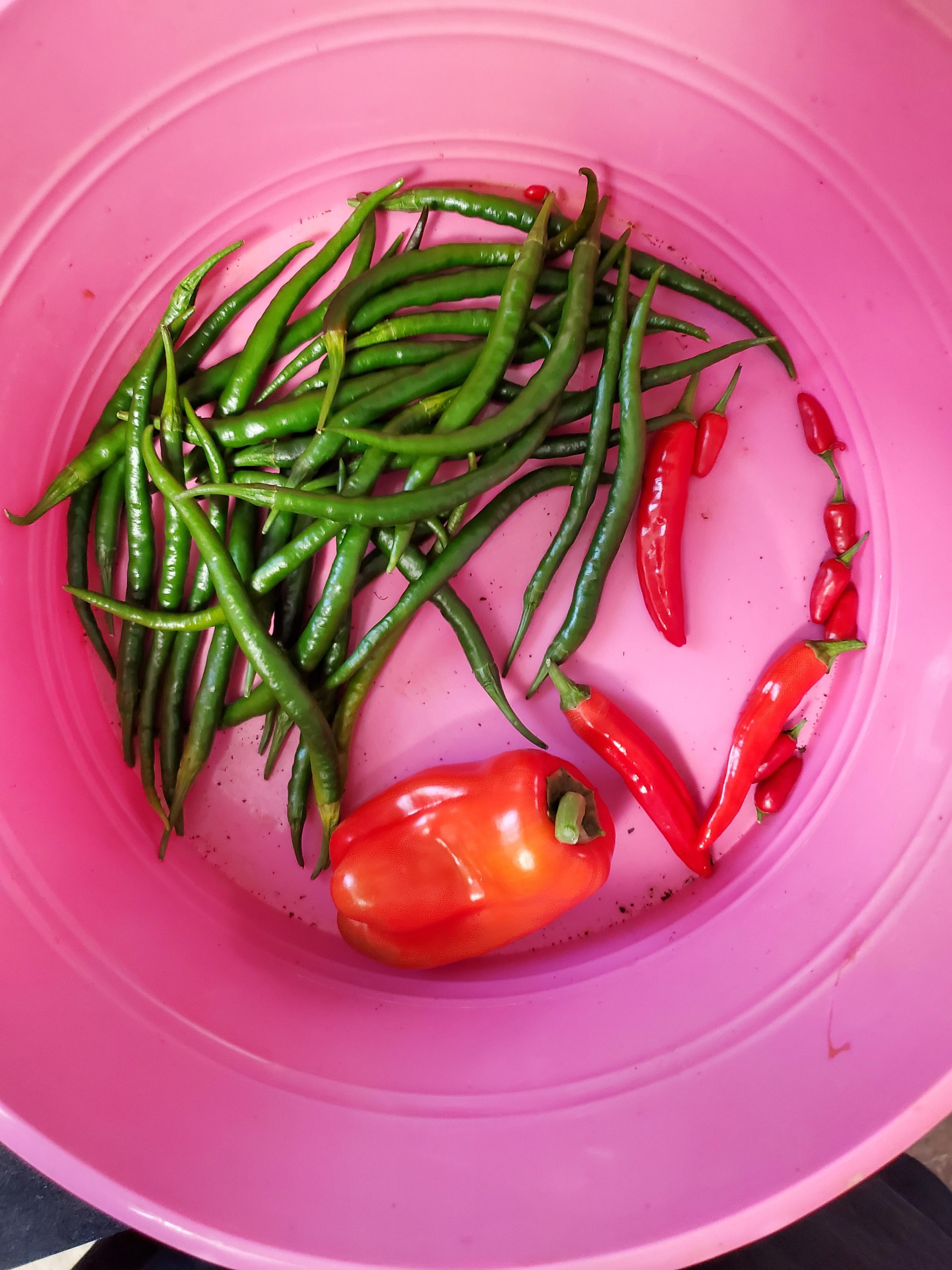 I don't know why everyone keeps telling me my green beans look great. 😉