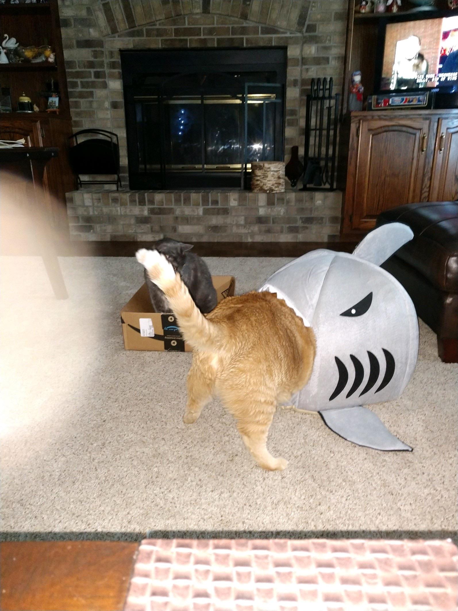 Sent my mom a cute cat bed for her two cats. She sent me back this