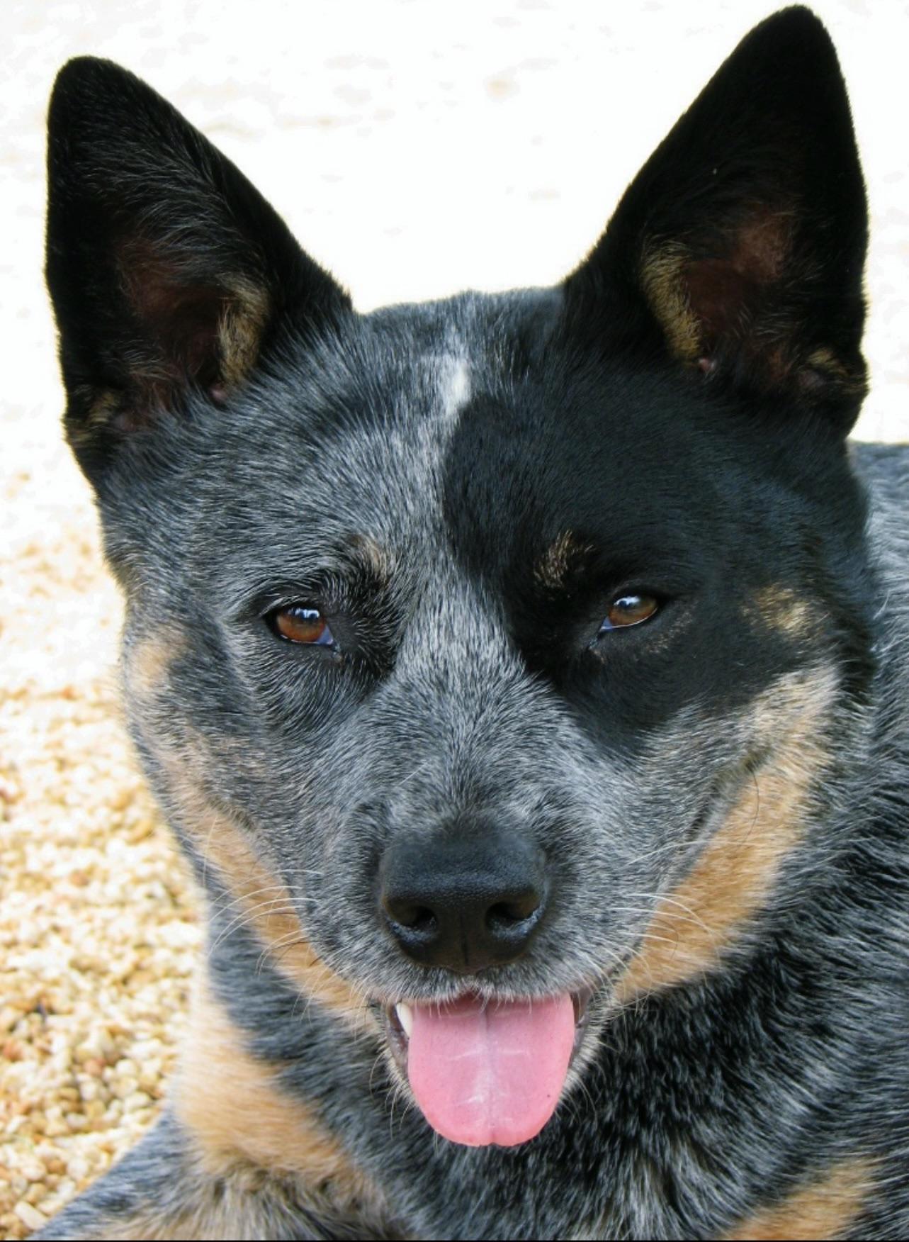 Our girl Minky loves people, hates cats. r/AustralianCattleDog