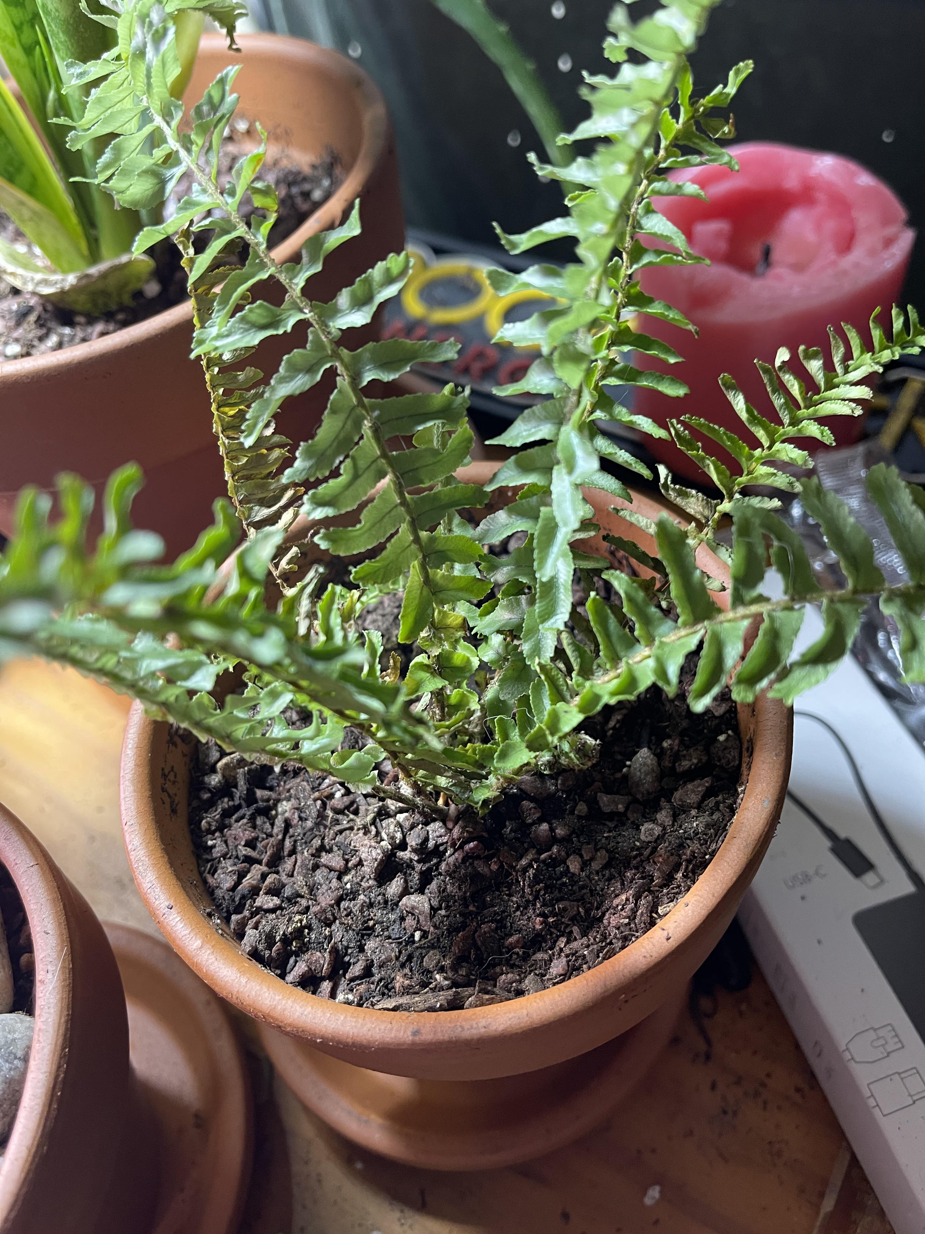 (Kimberly queen fern) what type of soil I just repotted a week and a
