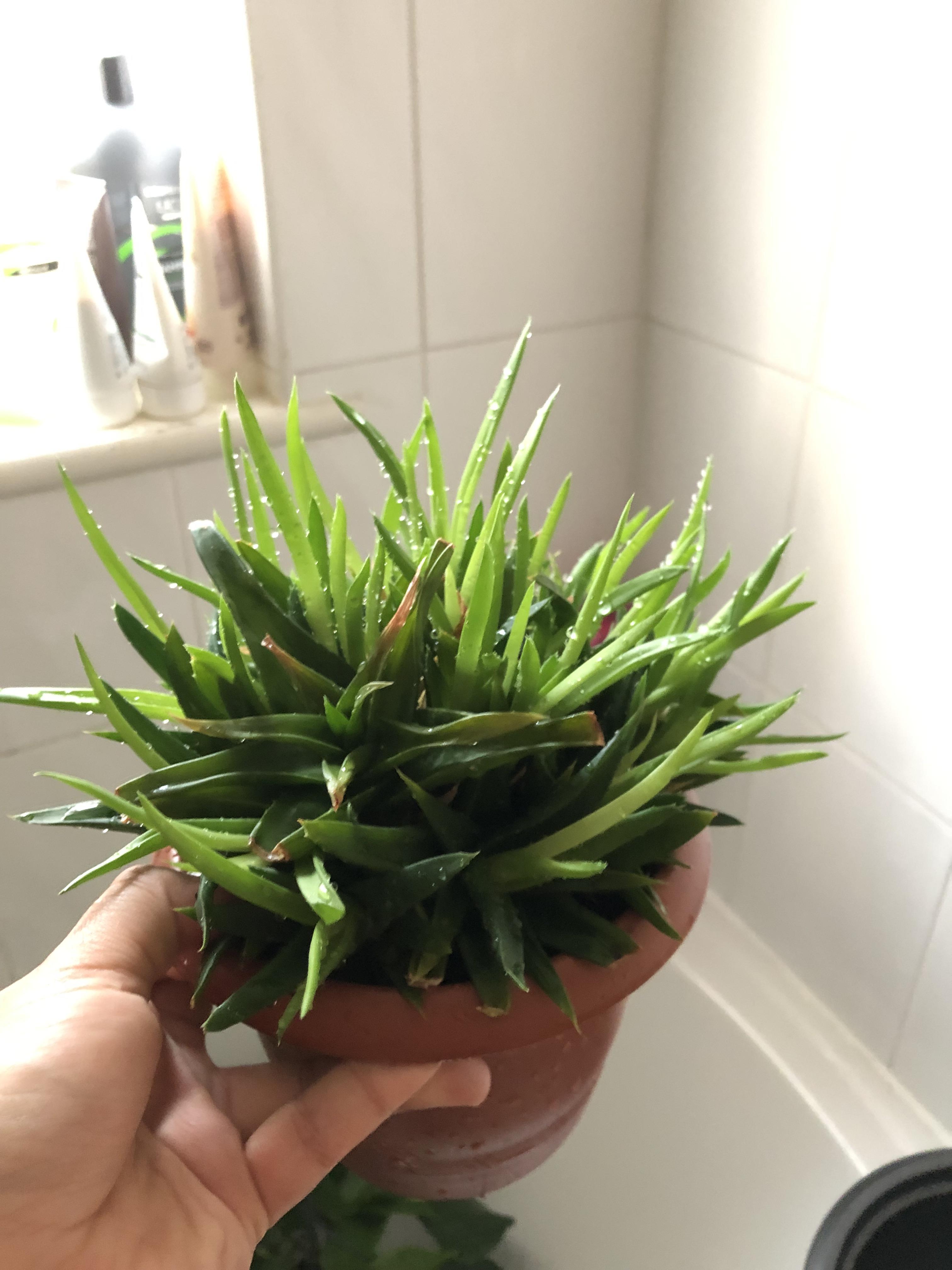 Can anyone help me identify this little guy? I think it's