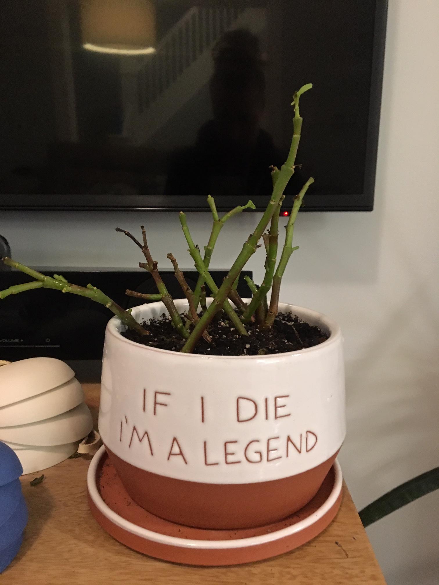 Dying Elephant Bush Plant? r/plantclinic