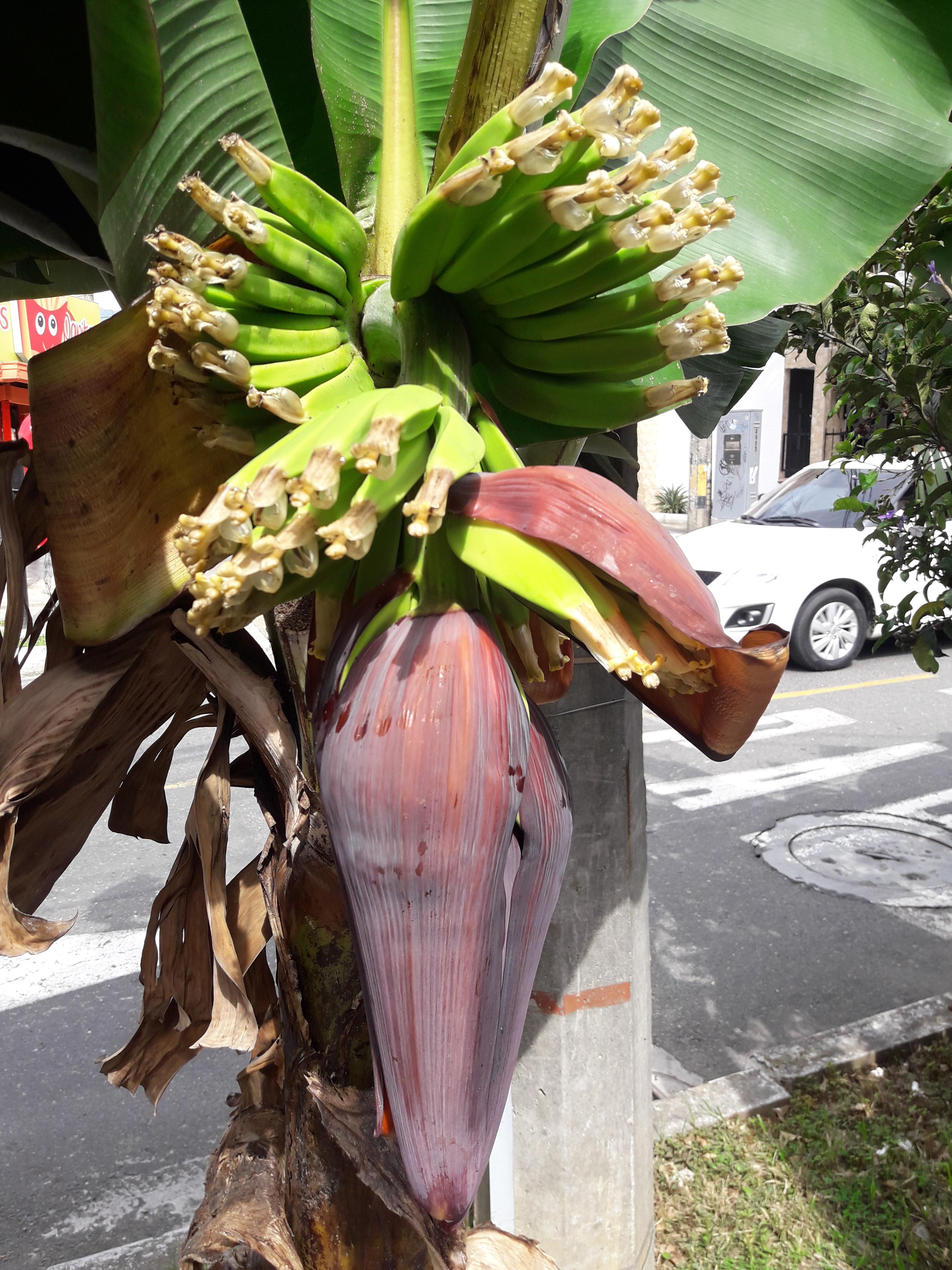 Banana palm r/plants