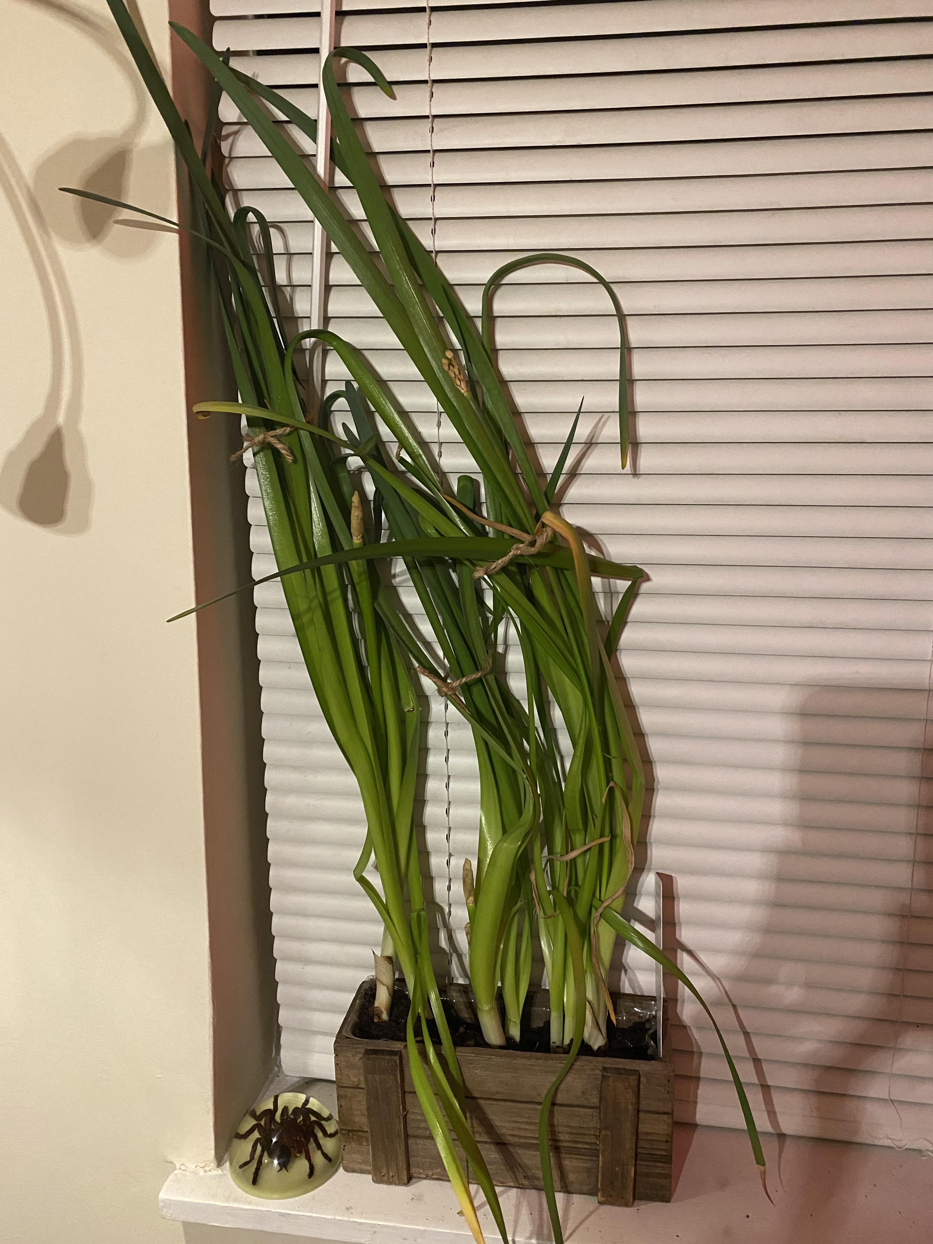What do I do now? These Paperwhites never bloomed due to dryness