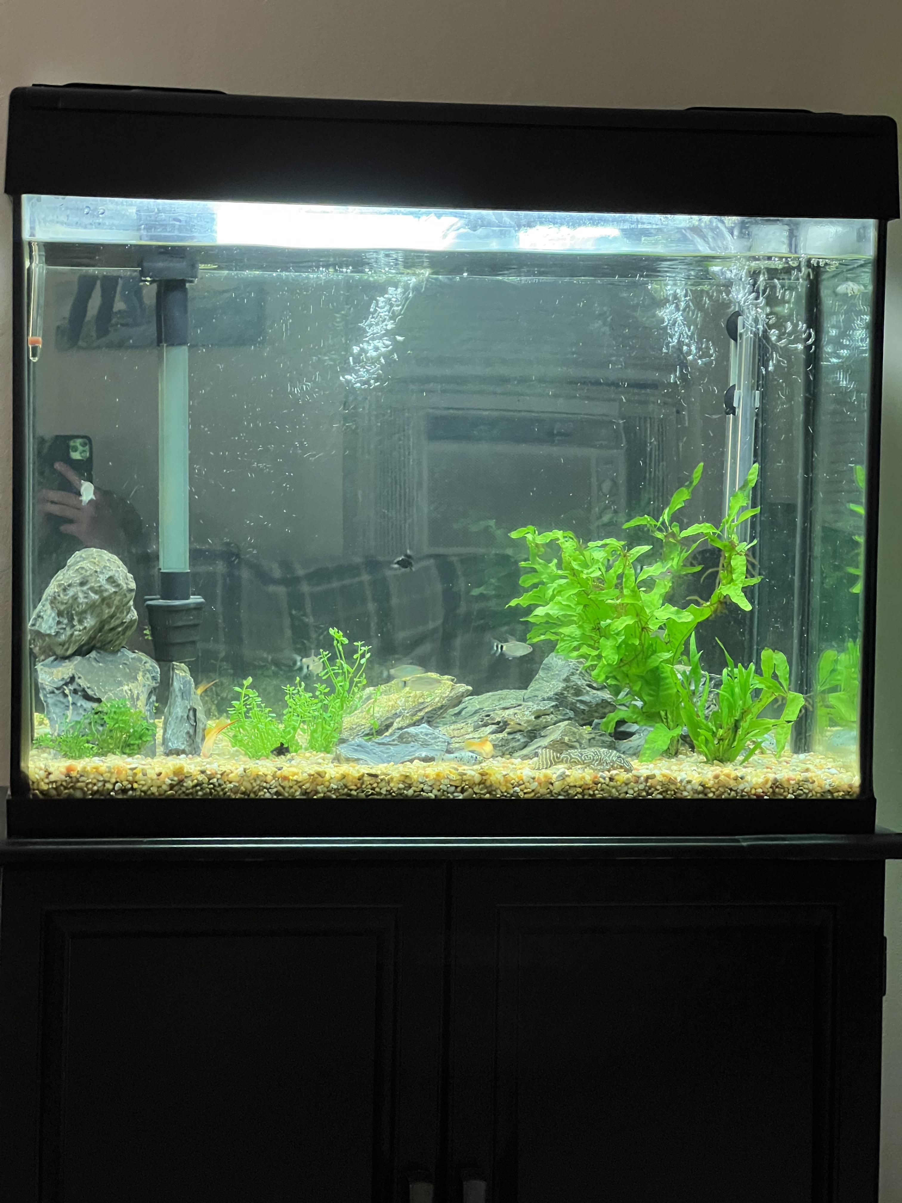 3 months into my first tank, got a couple plants in there and some small fish with a big emperor