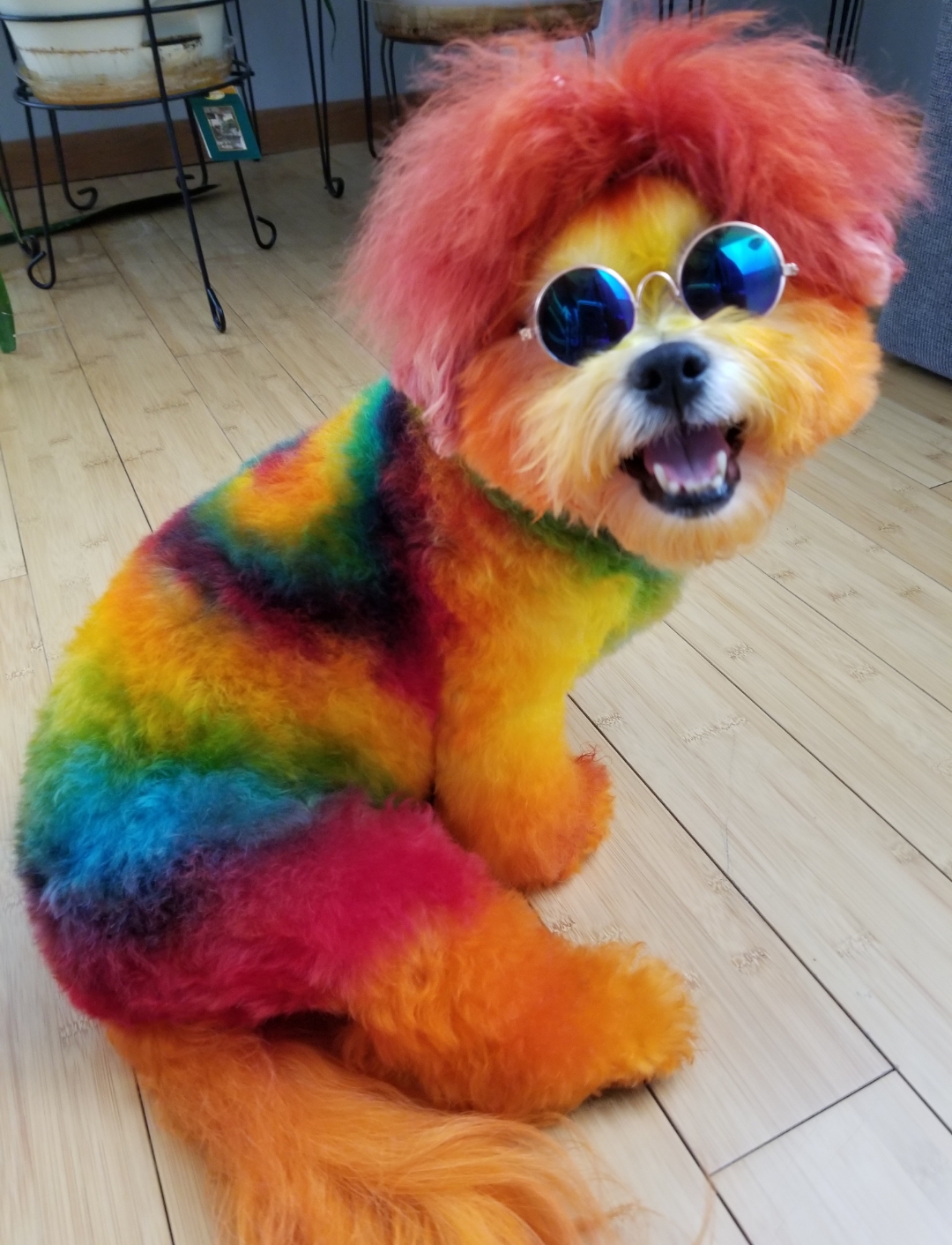 My tiedyed Hippie dog named Kitty! r/aww