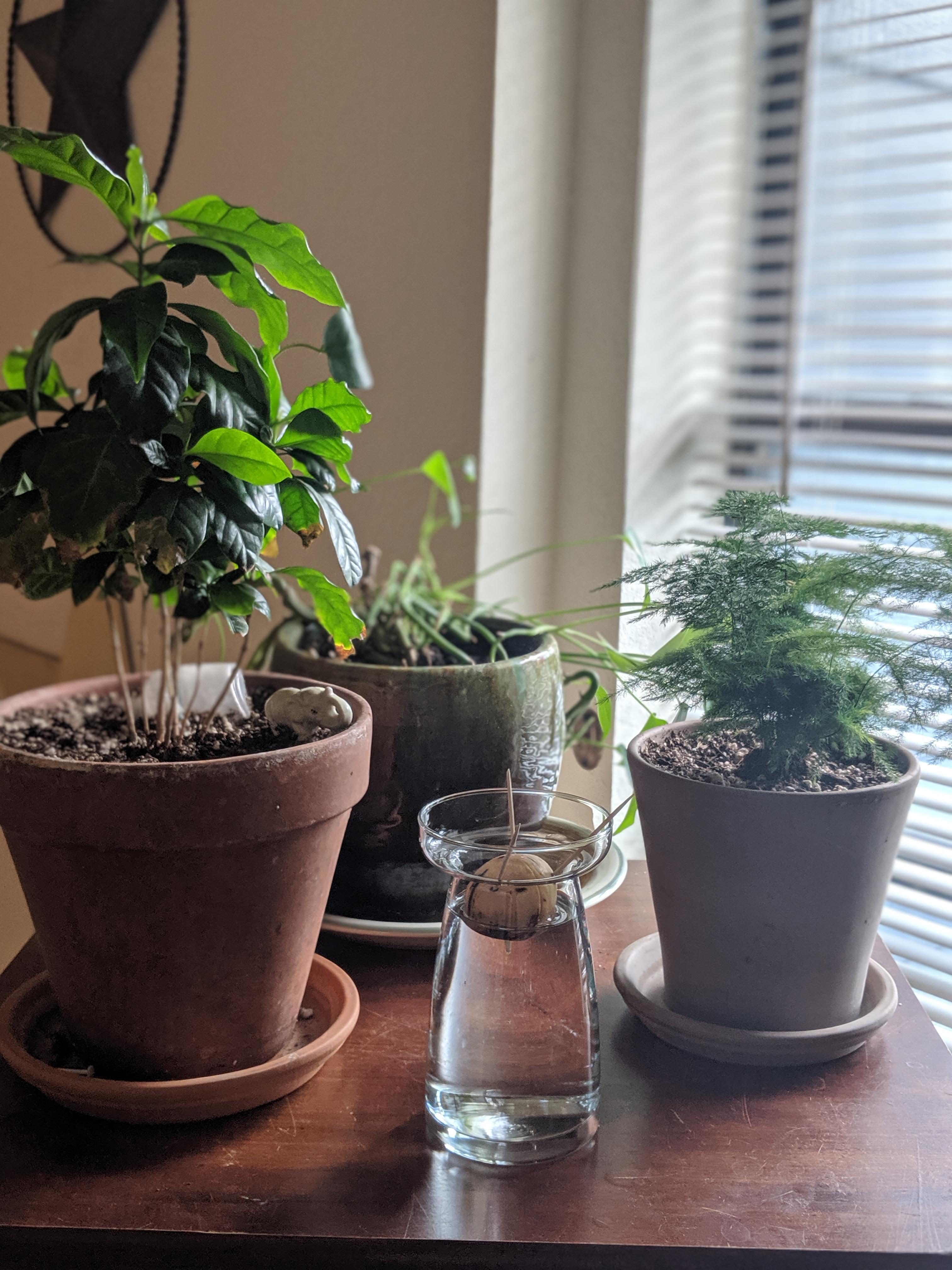 Our little nursery r/houseplants