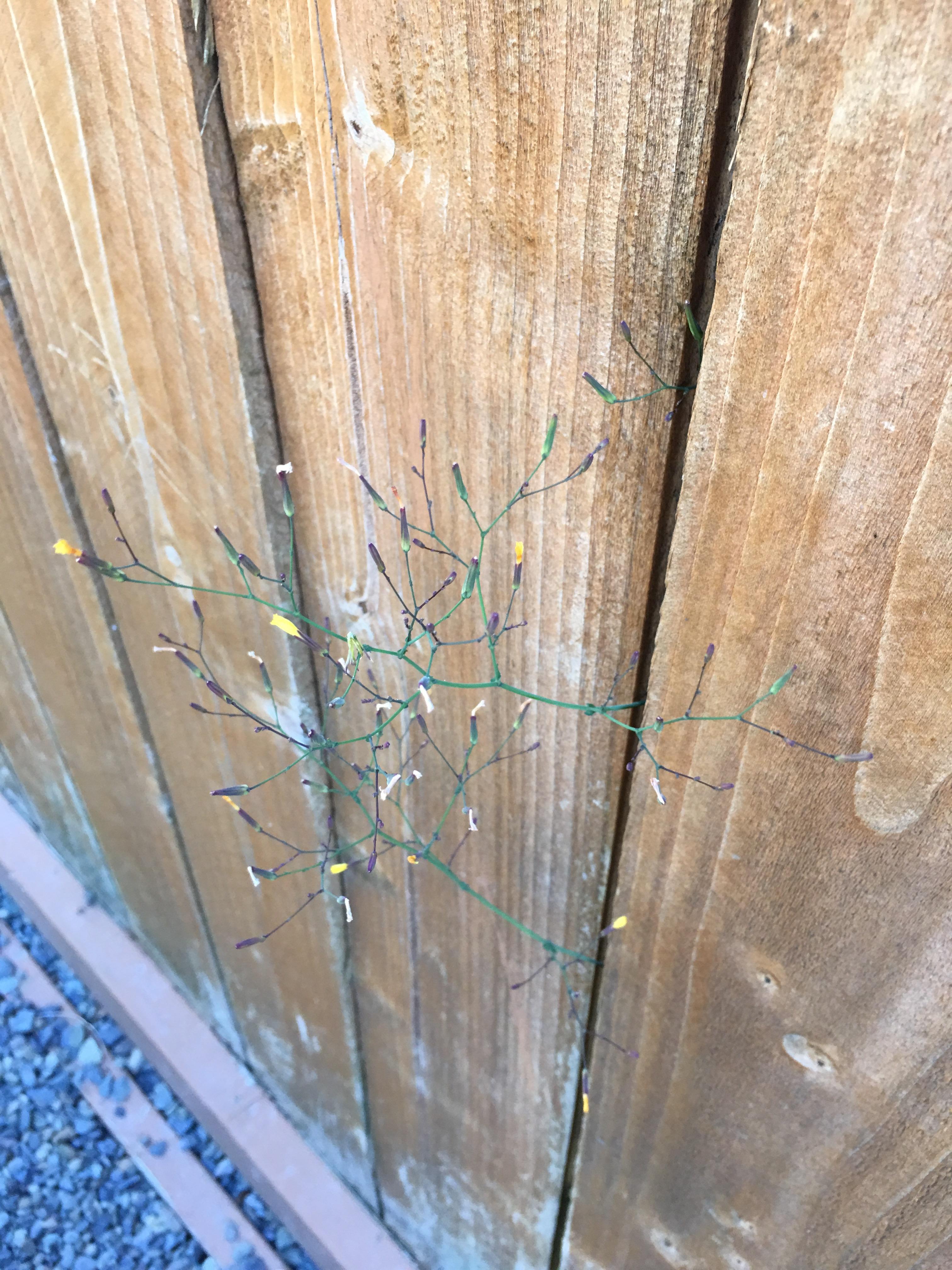 My neighbors tree is growing through the fence r/mildlyinteresting