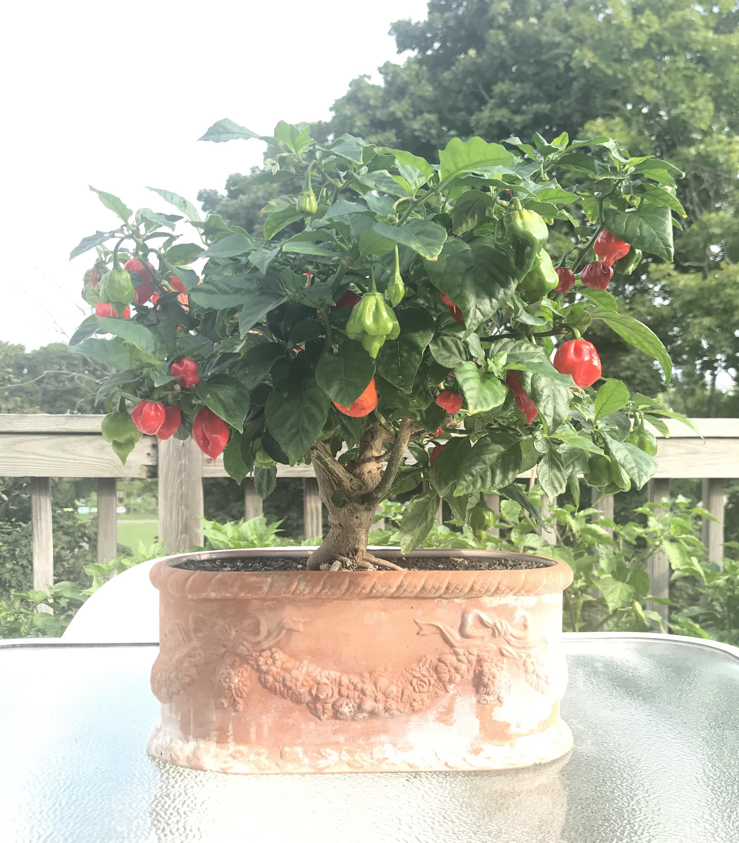 Hot pepper bonsai/bonchi r/Bonchi