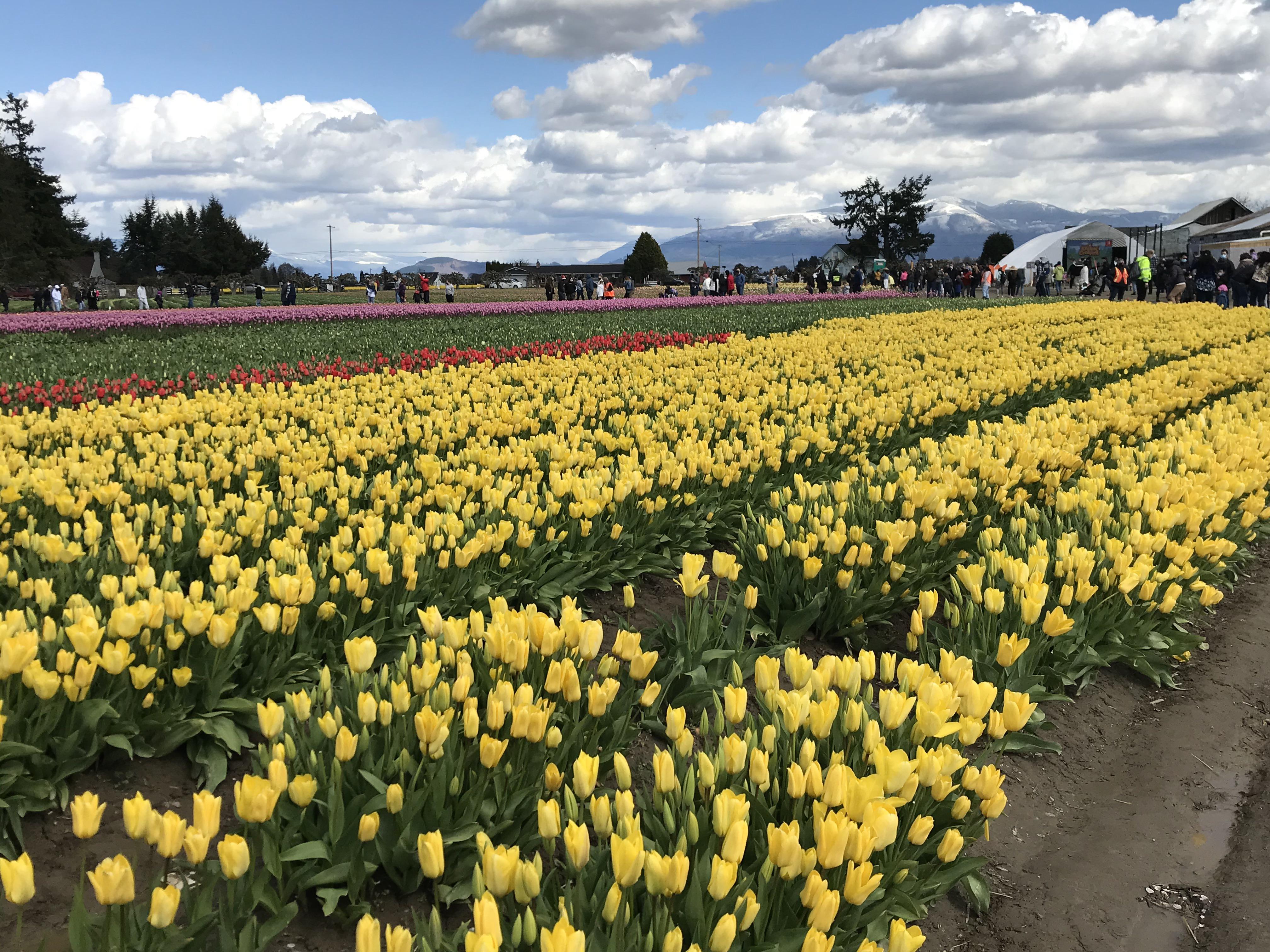 Tulip Town at Skagit Valley, WA r/Washington
