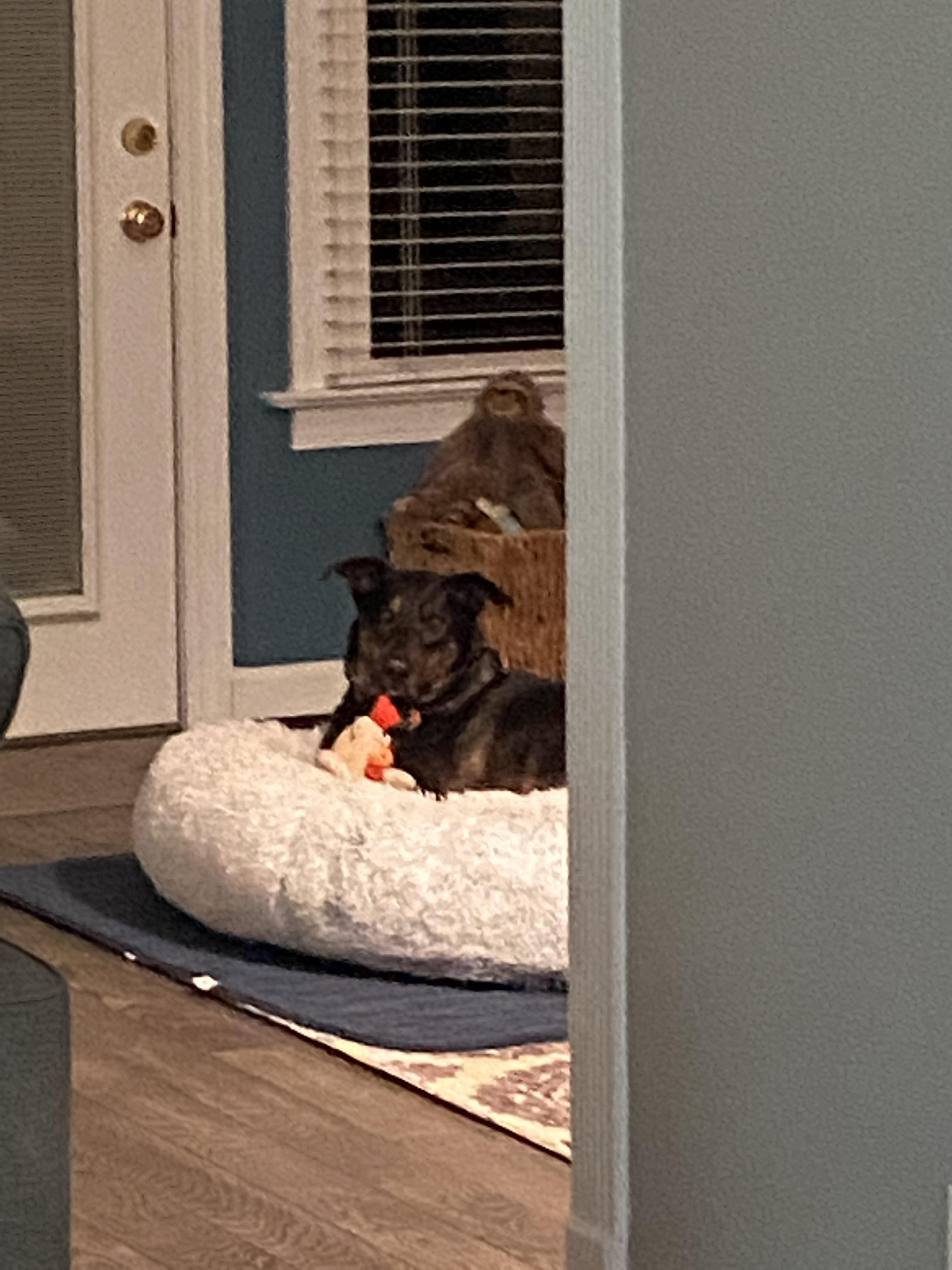 My dog chilling with his chicken. r/aww