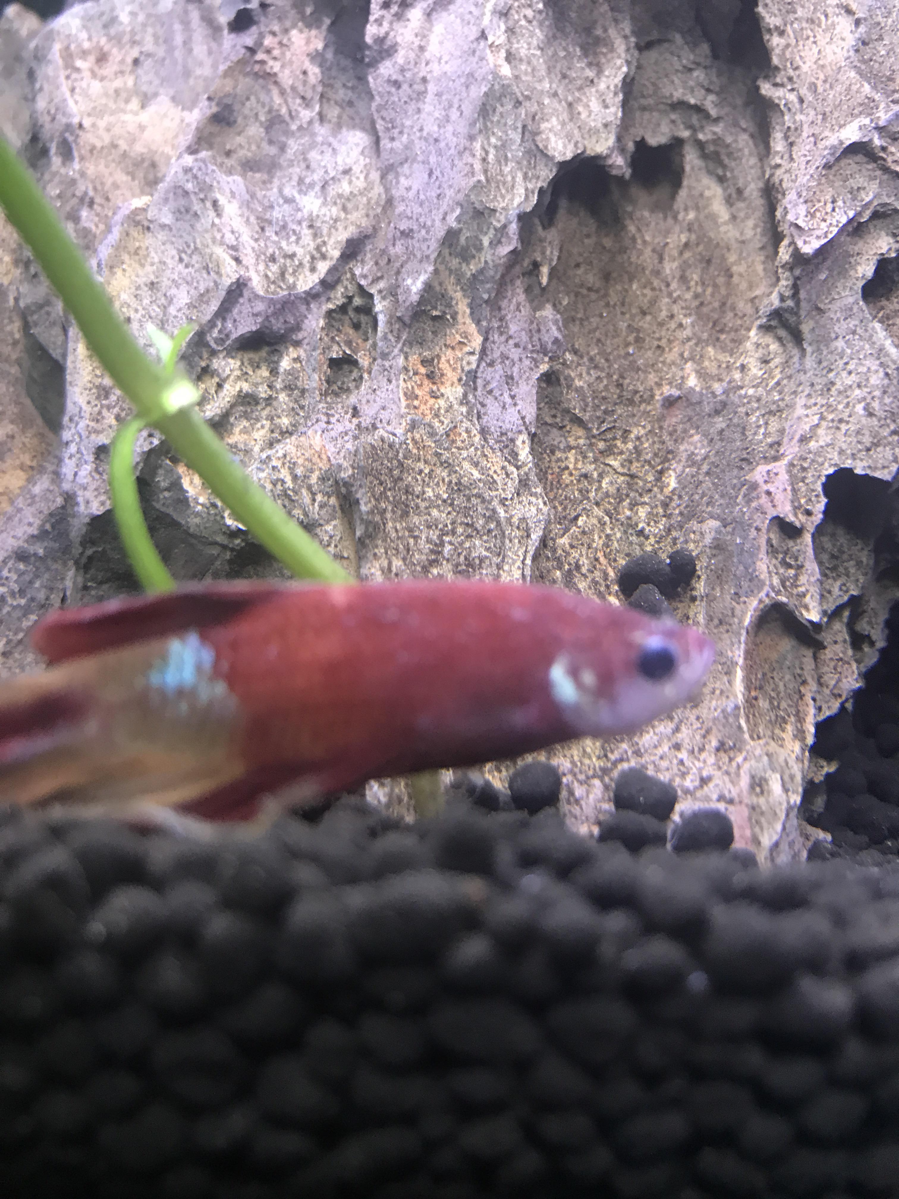 My new betta jumped out of his tank just now and i don’t know for how