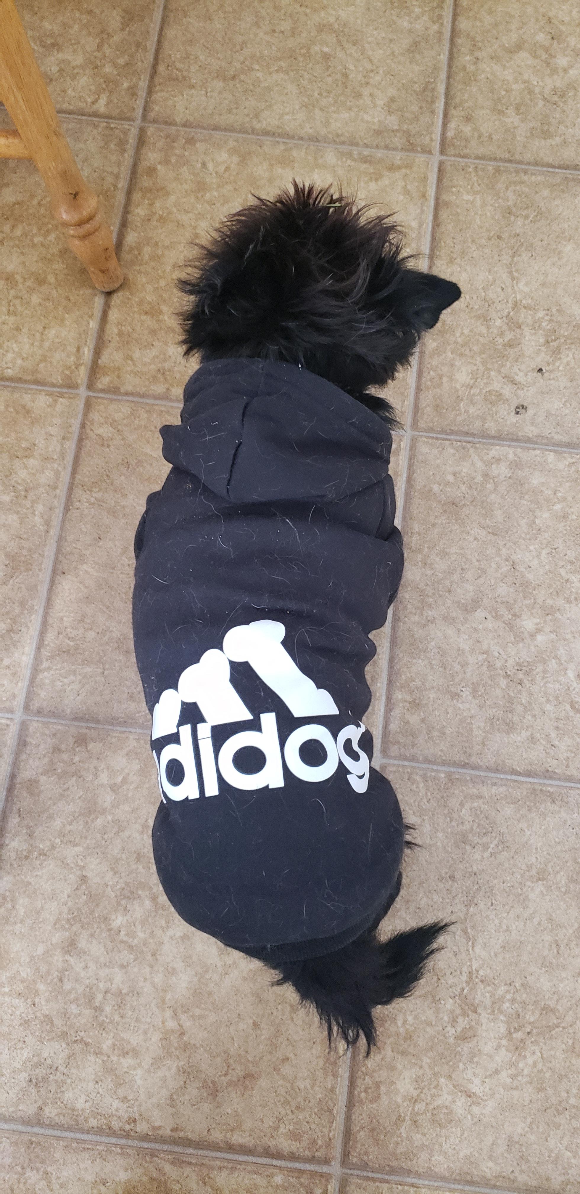 My dogs adidas hoodie r/mildlypenis