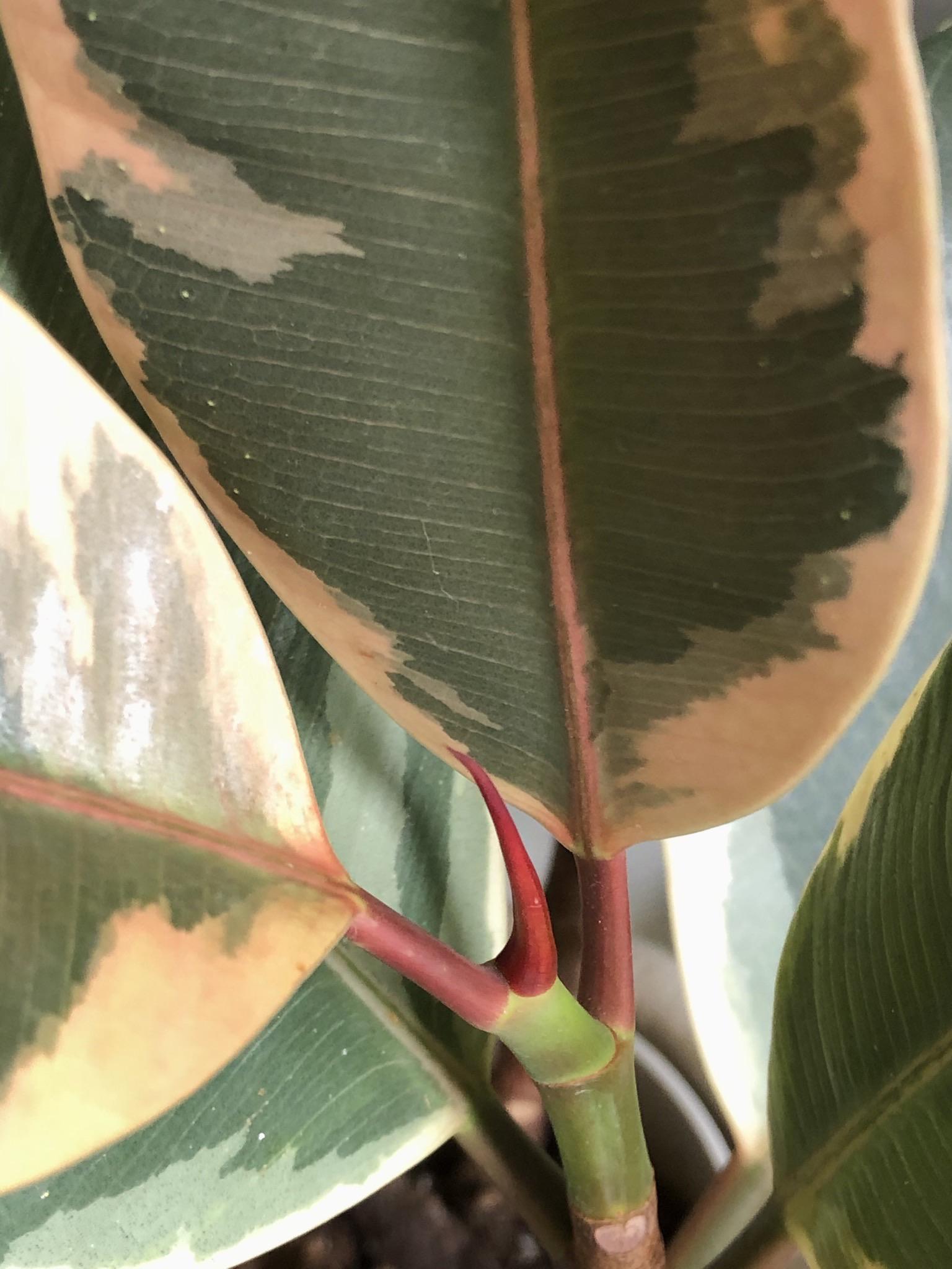 My variegated rubber plant hasn’t unfurled any new leaves since April 5