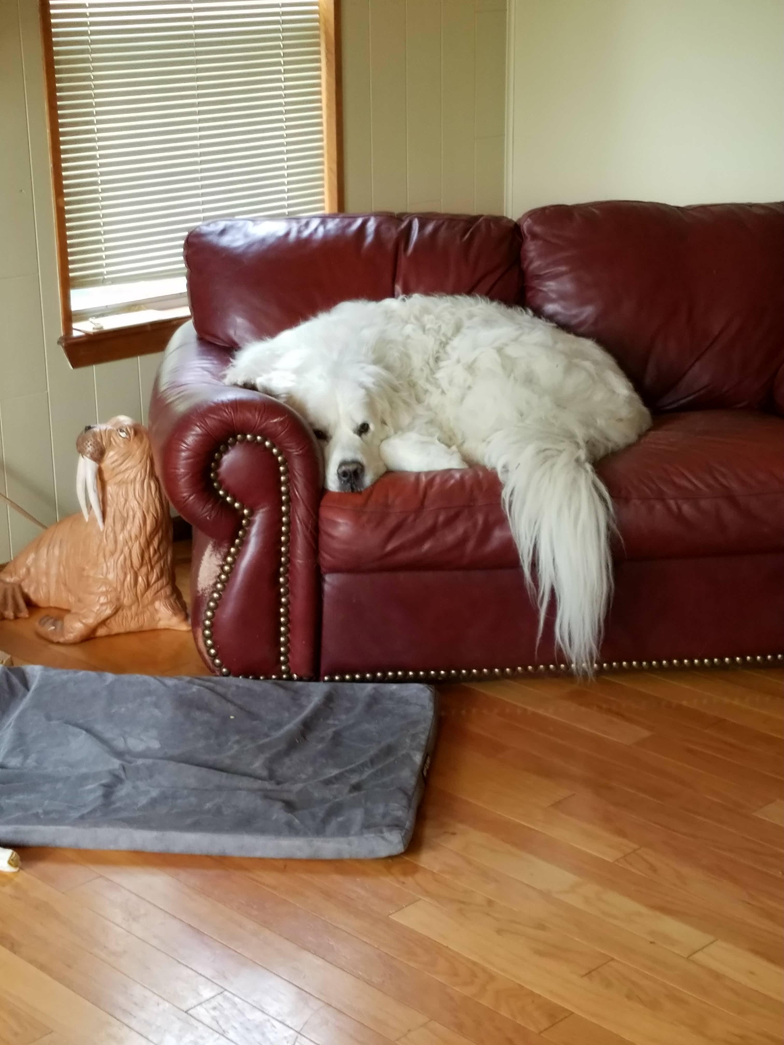 My big dog on this couch r/aww