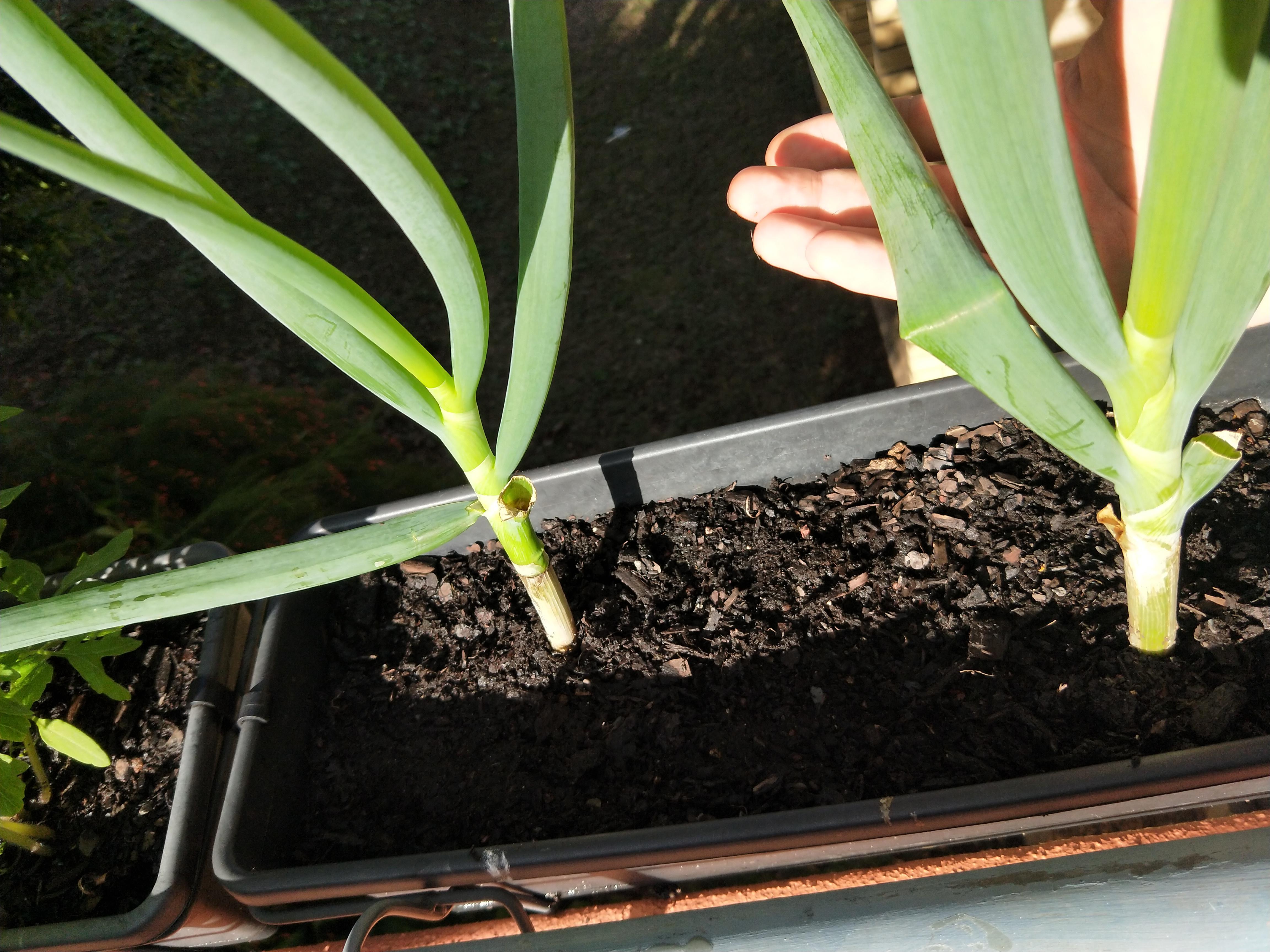 Why do my chives keep falling over/snapping r/gardening