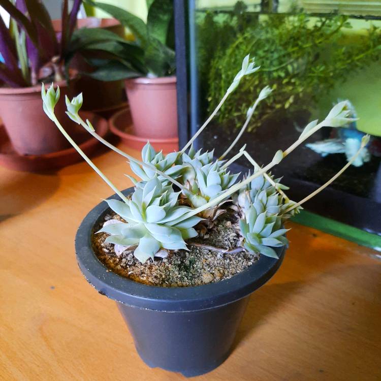 Can anyone ID this succulent? How much sun and water does it need