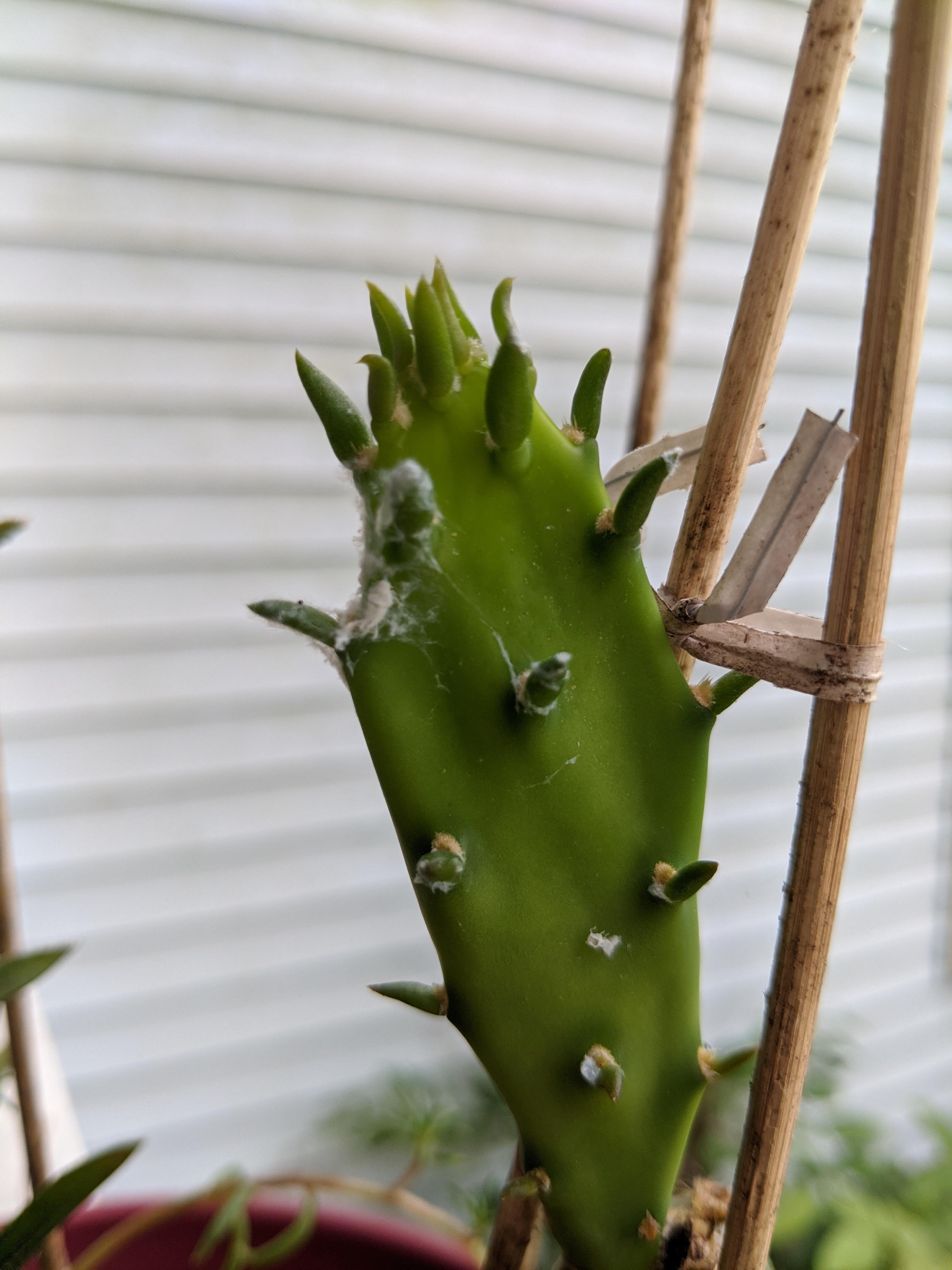 What is this on my cactus and what's the best way to get rid of it? D