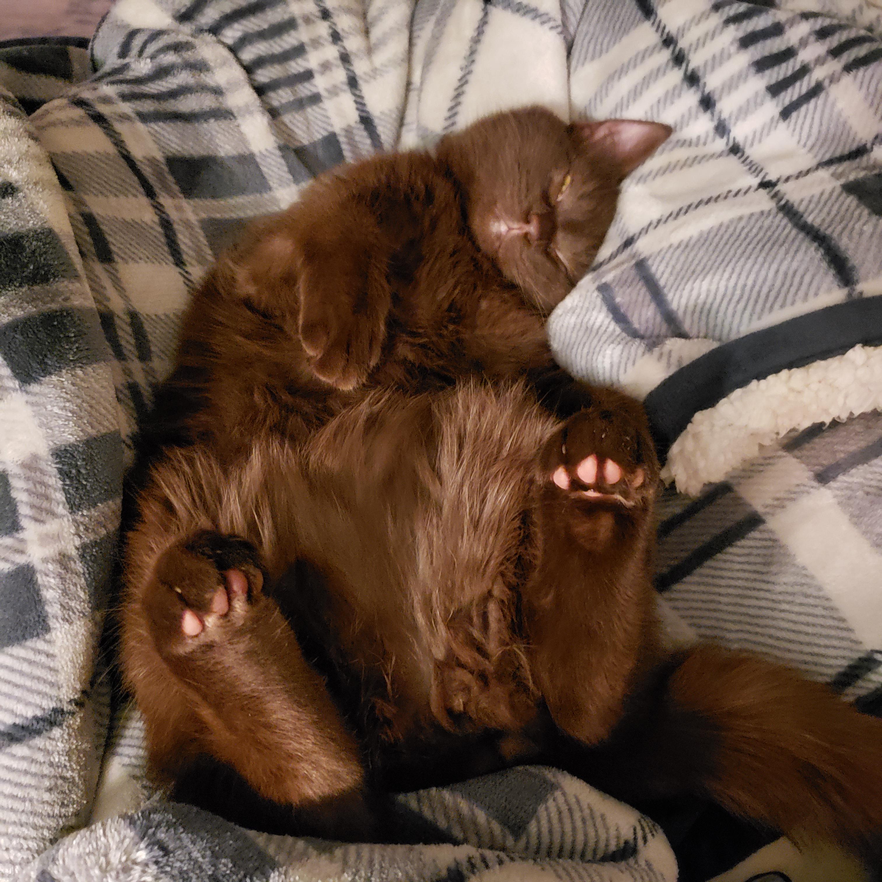 Apparently solid brown cats are rare, so I wanted to share! Here's my
