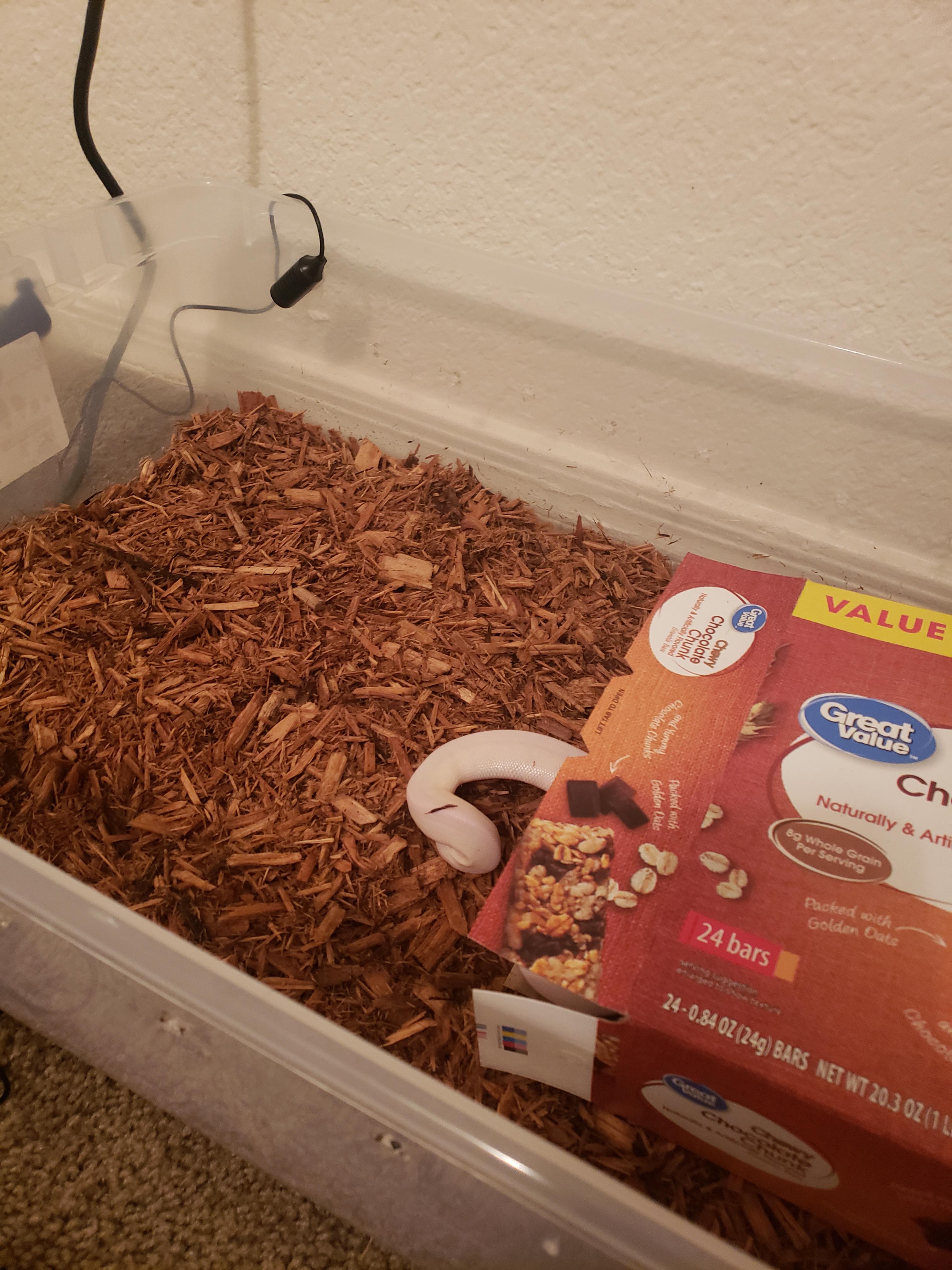 Humidity reads 99 is my probe set up right? How to fix. r/snakes